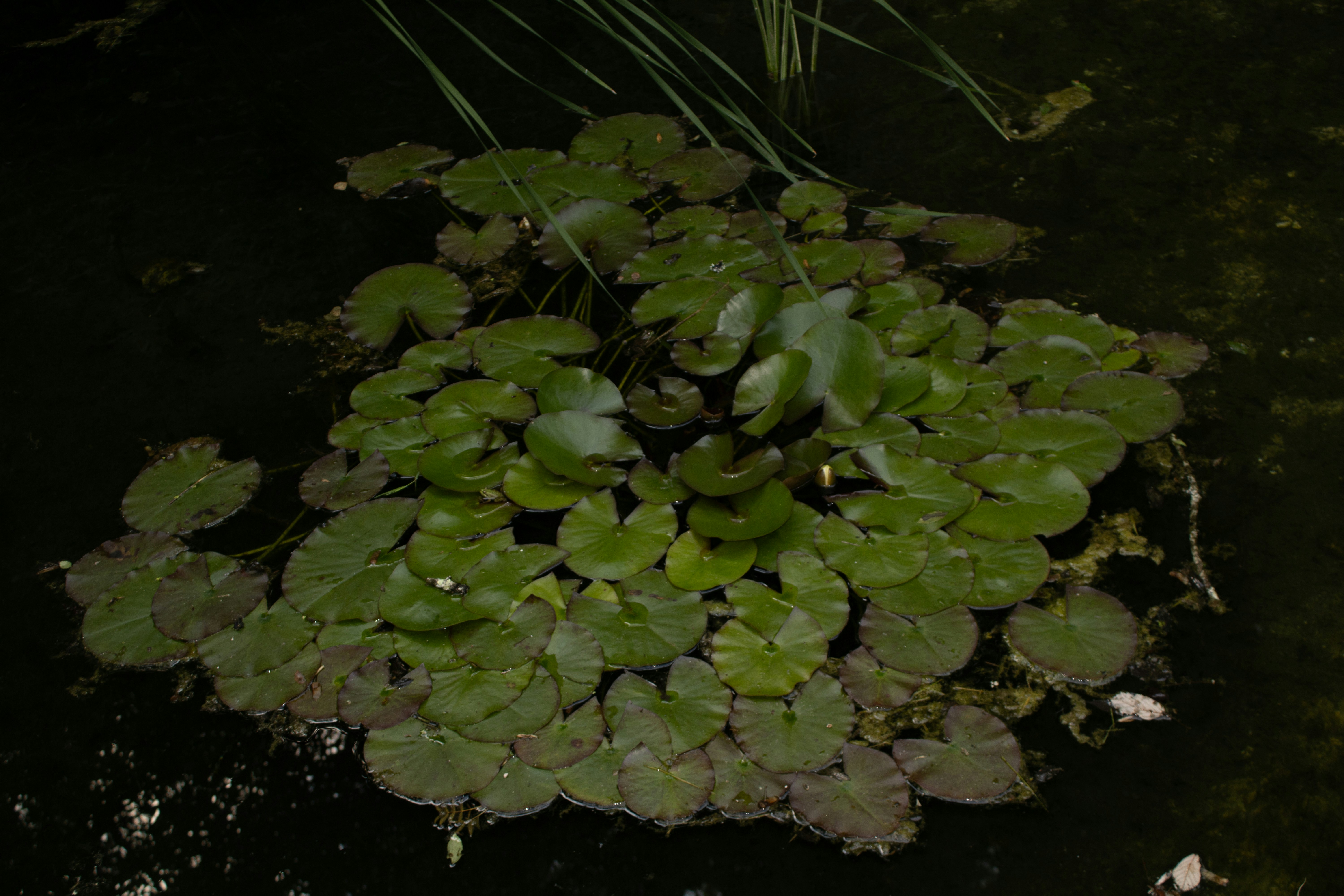 Photo by adrianus_merus