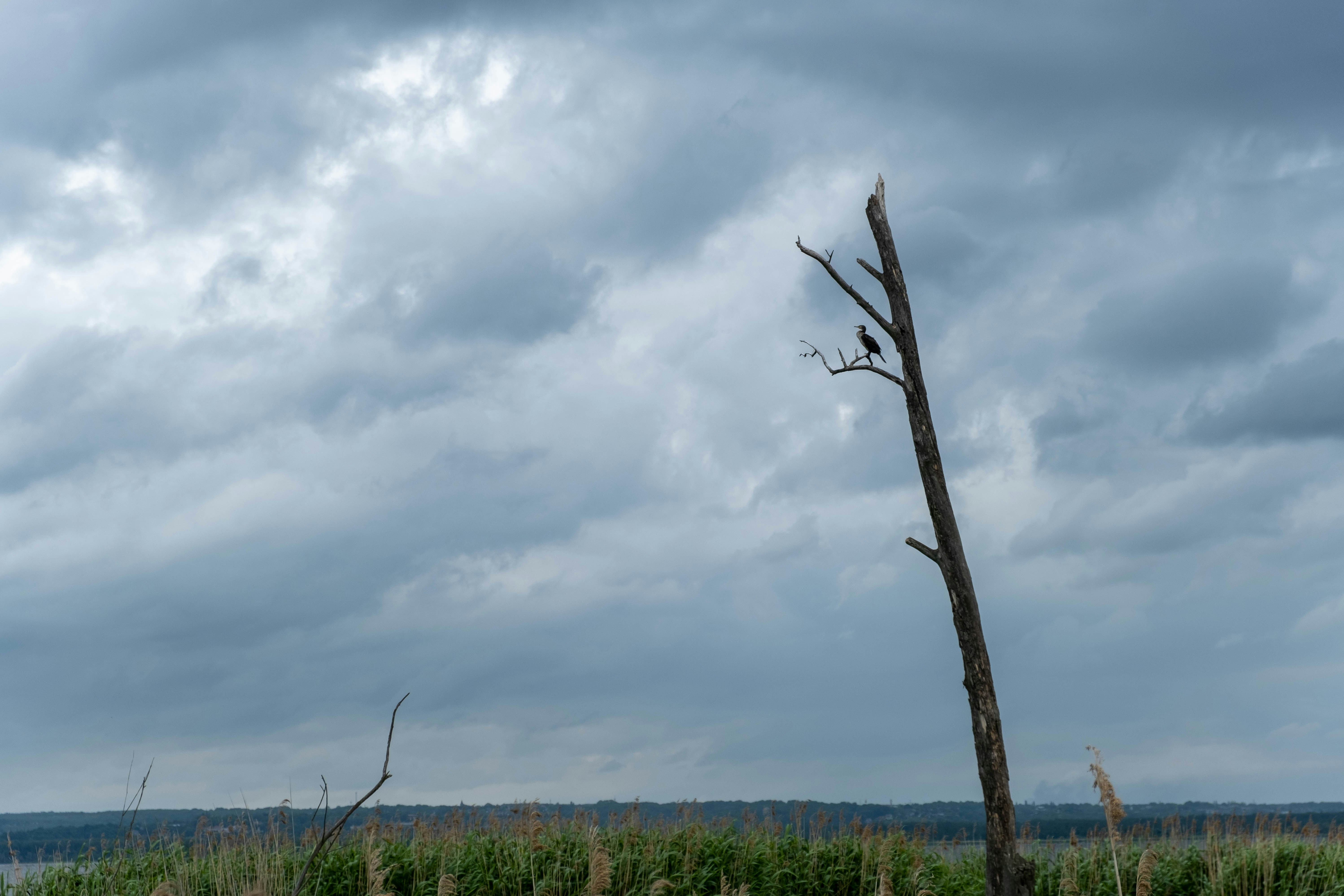 Photo by skajpel