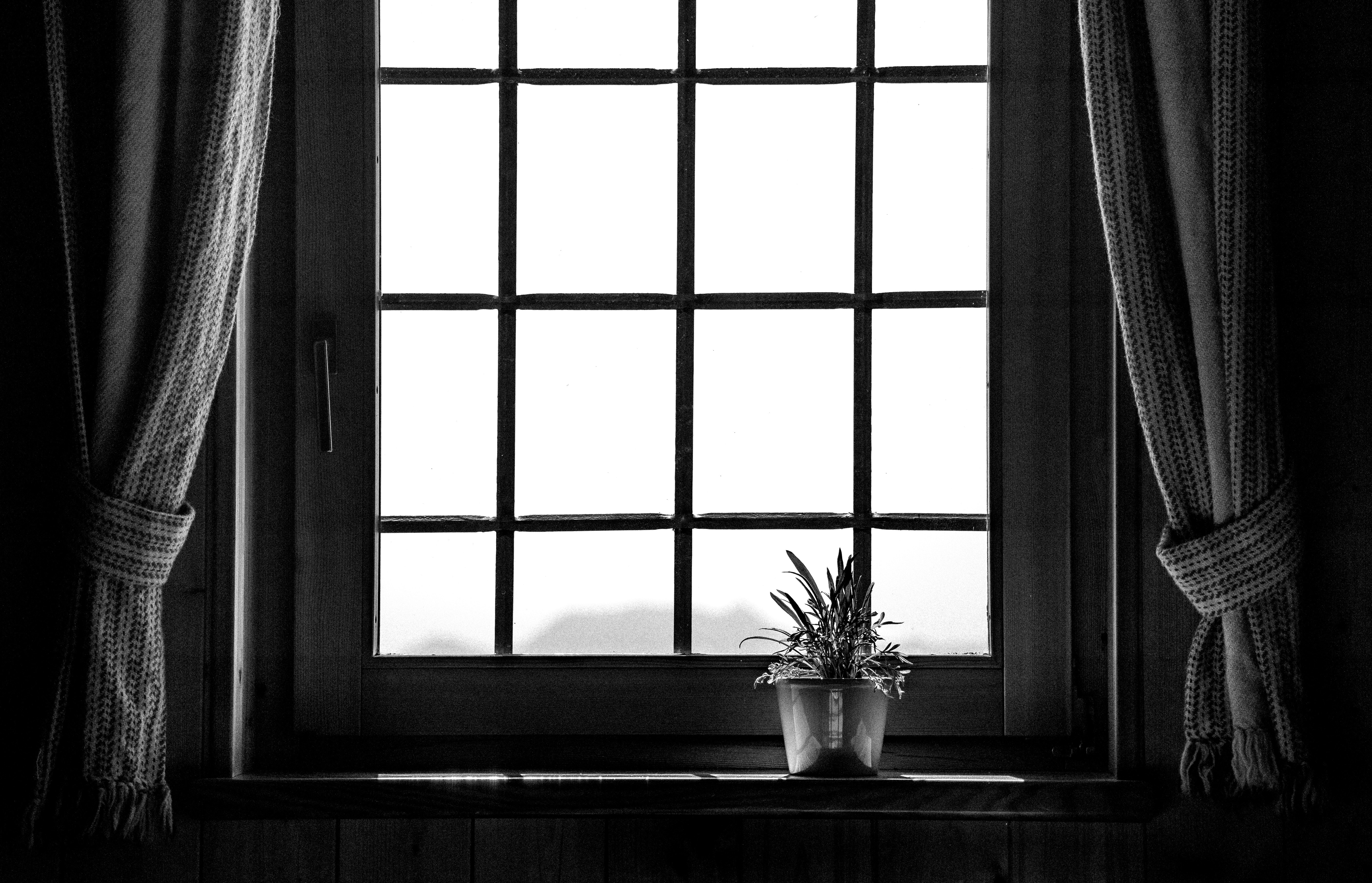 Window view with flowers and curtains.