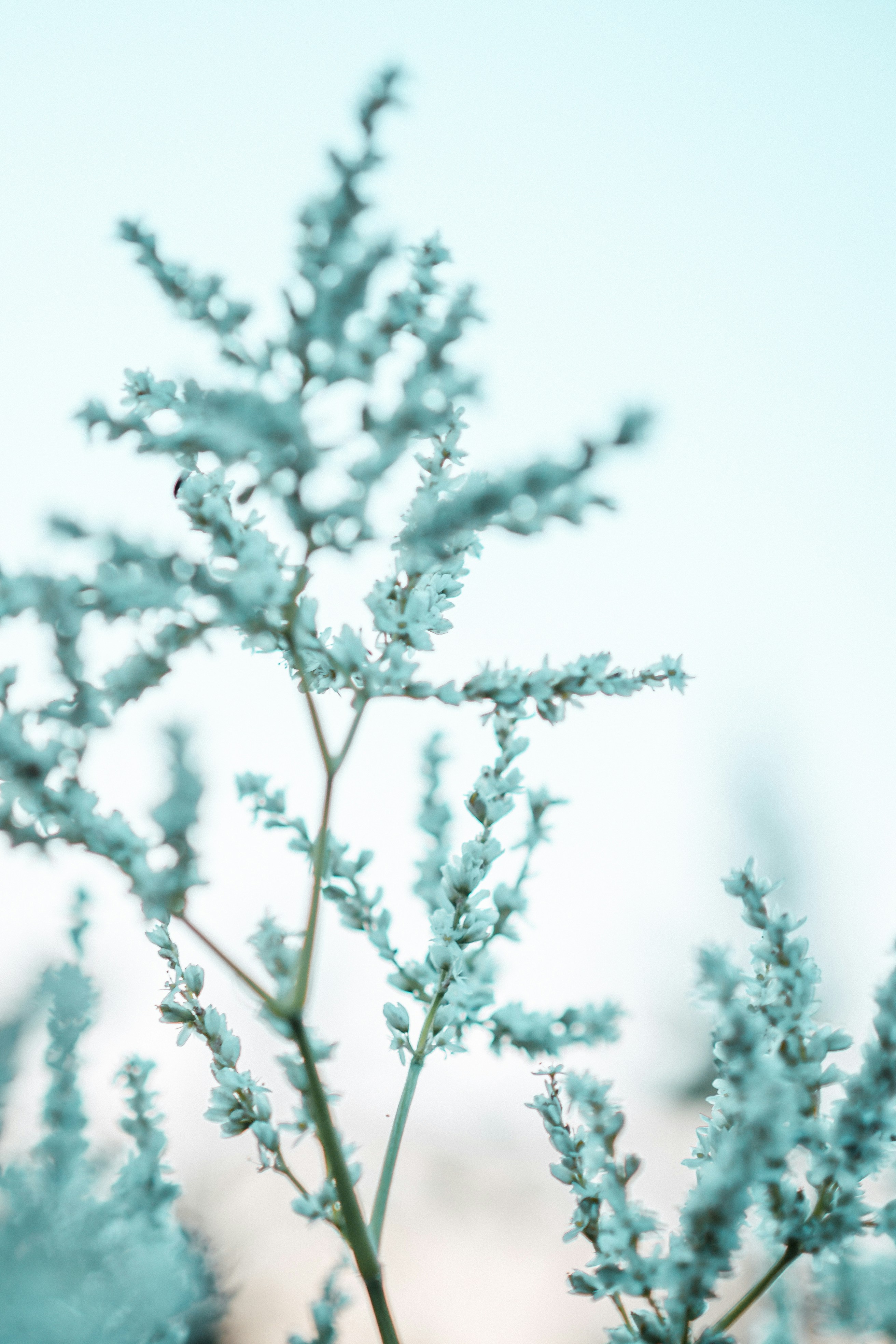 Delicate, light blue flowers against a soft background.