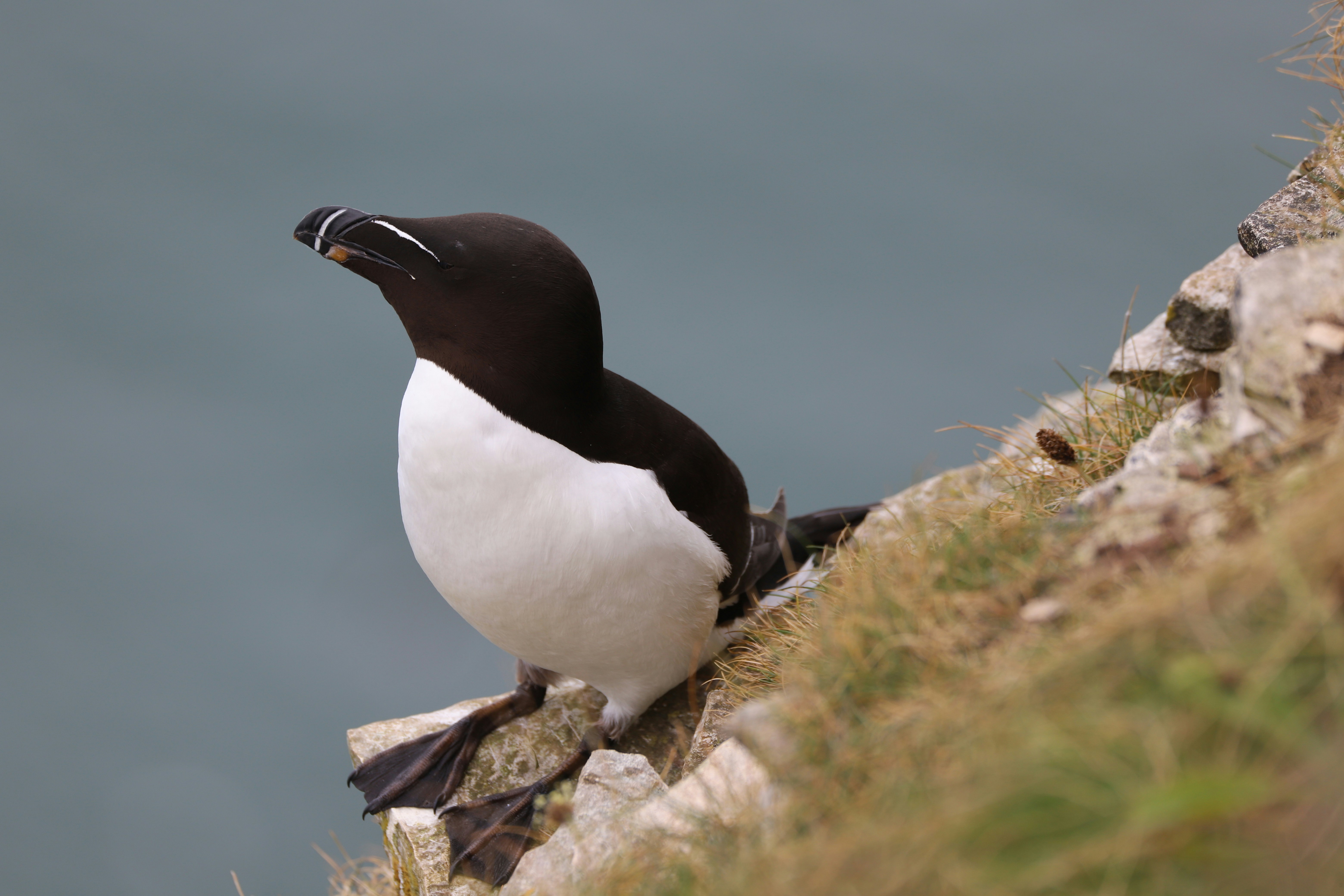 Photo by puffinadventures