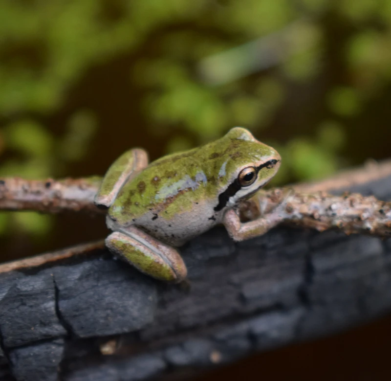 Pacific Tree Frog (Pseudacris regilla) in natural habitat