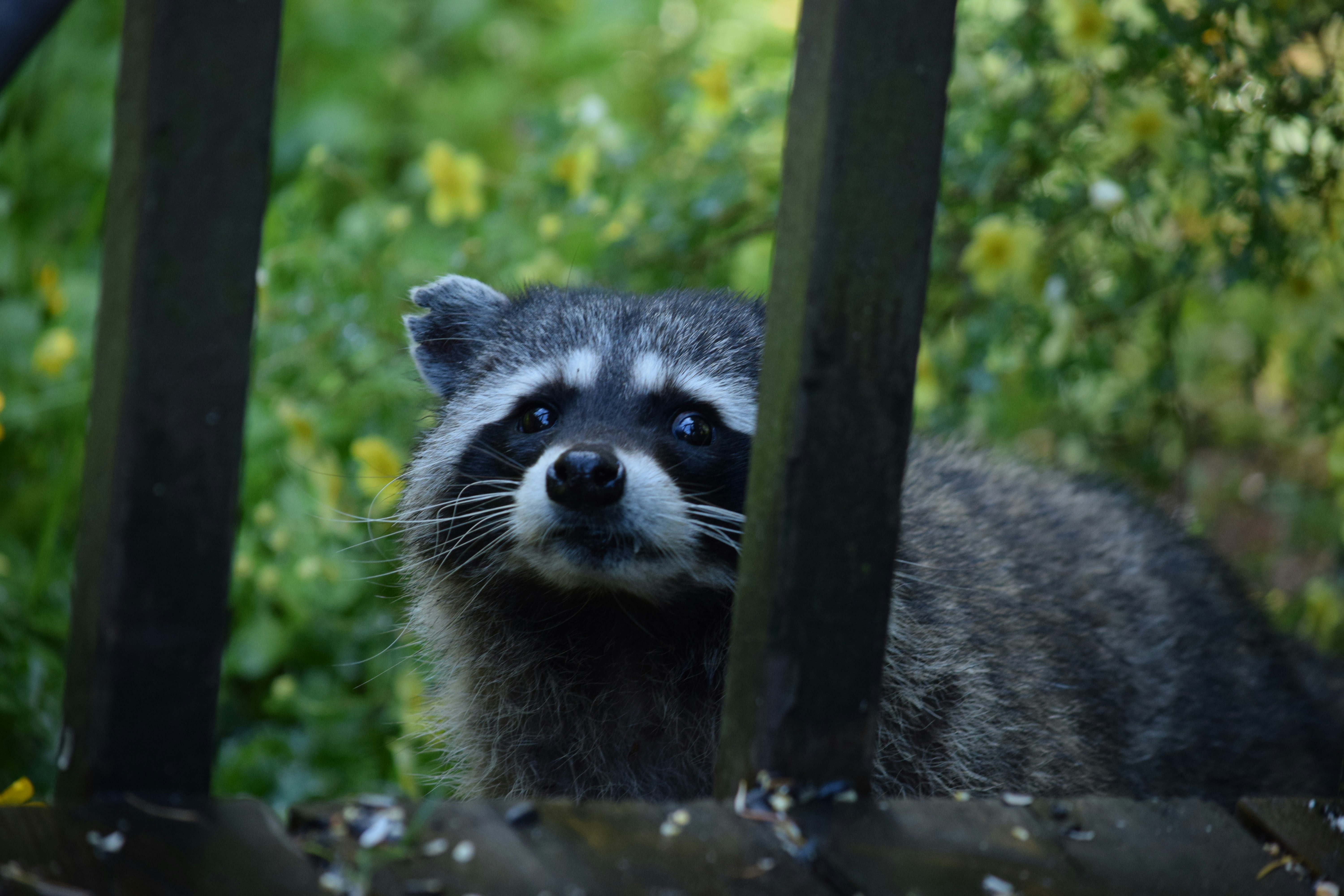 Photo by fr0ggy5_fr0ggy5