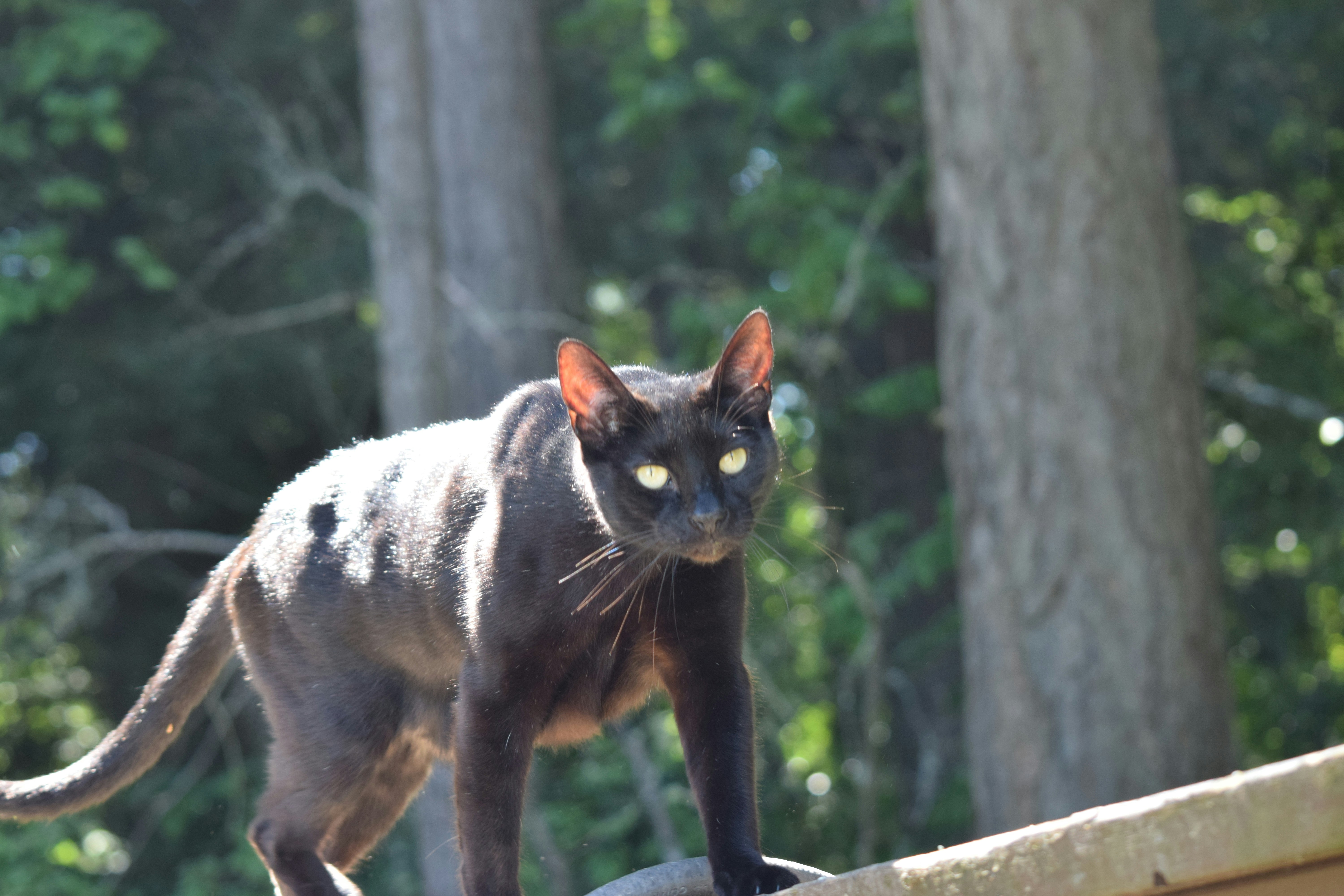 Great Smoky Mountains — America's Most Unlikely Panther Territory (image credits: unsplash)