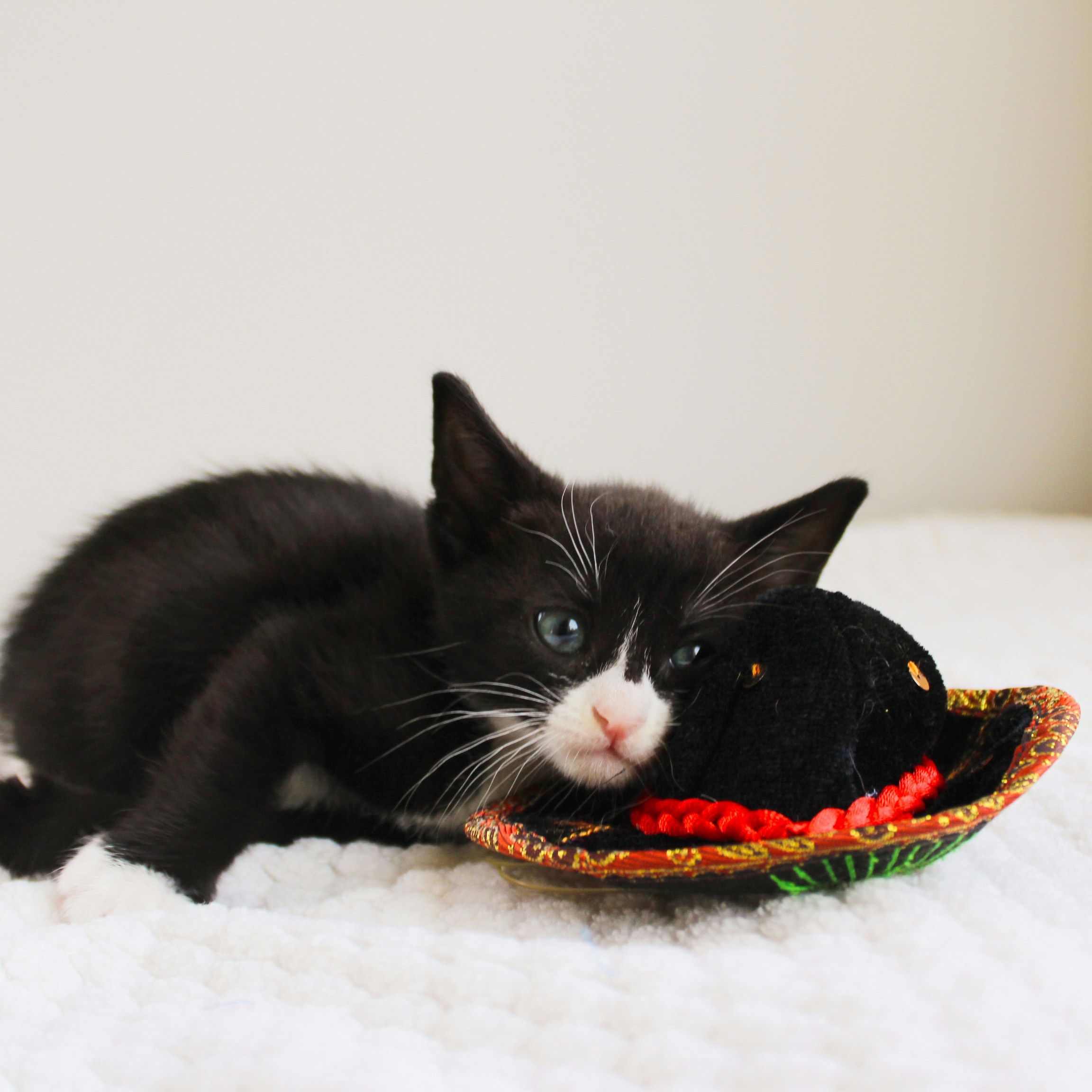 Anak kucing lucu dengan sombrero kecil.