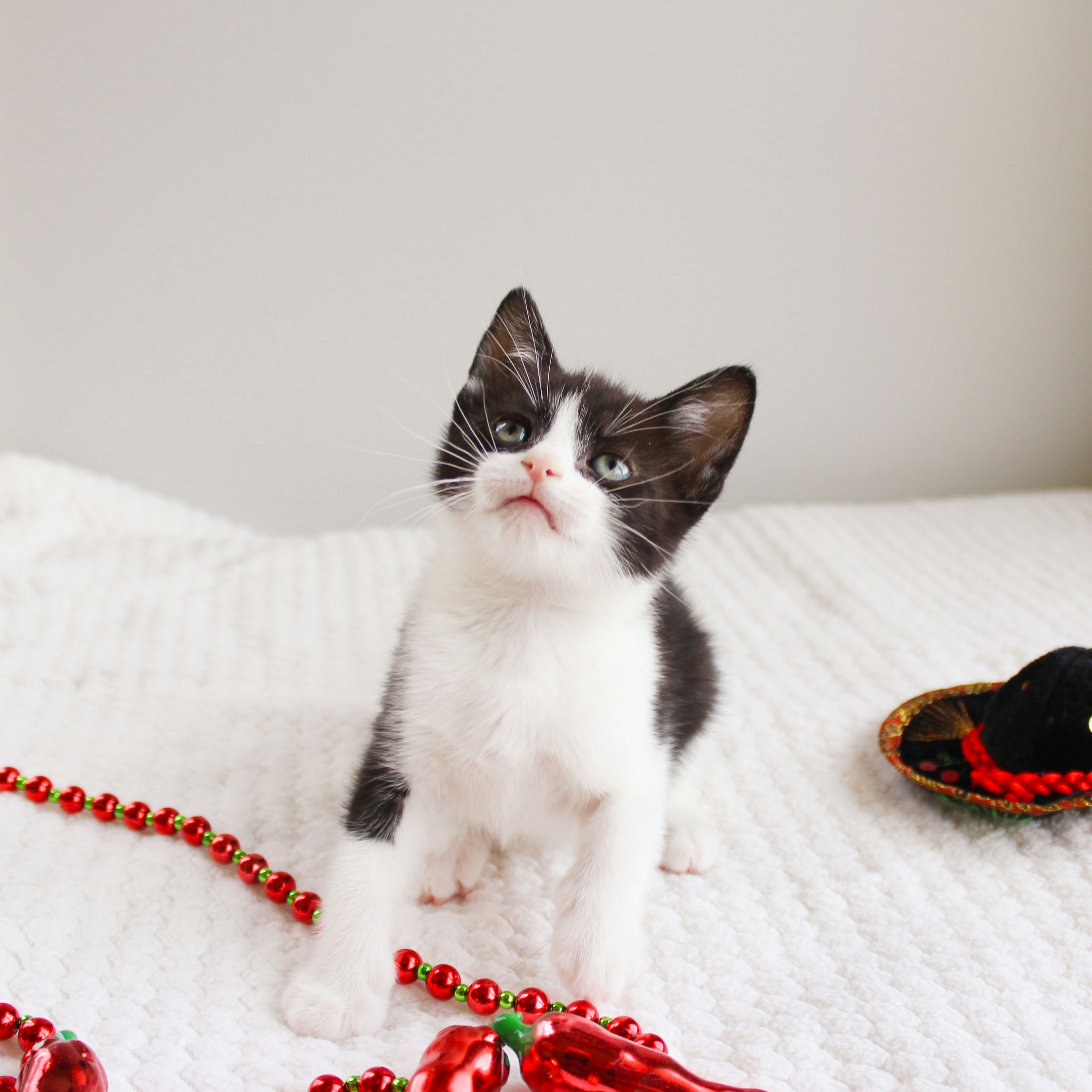 Photo by theluckyneko