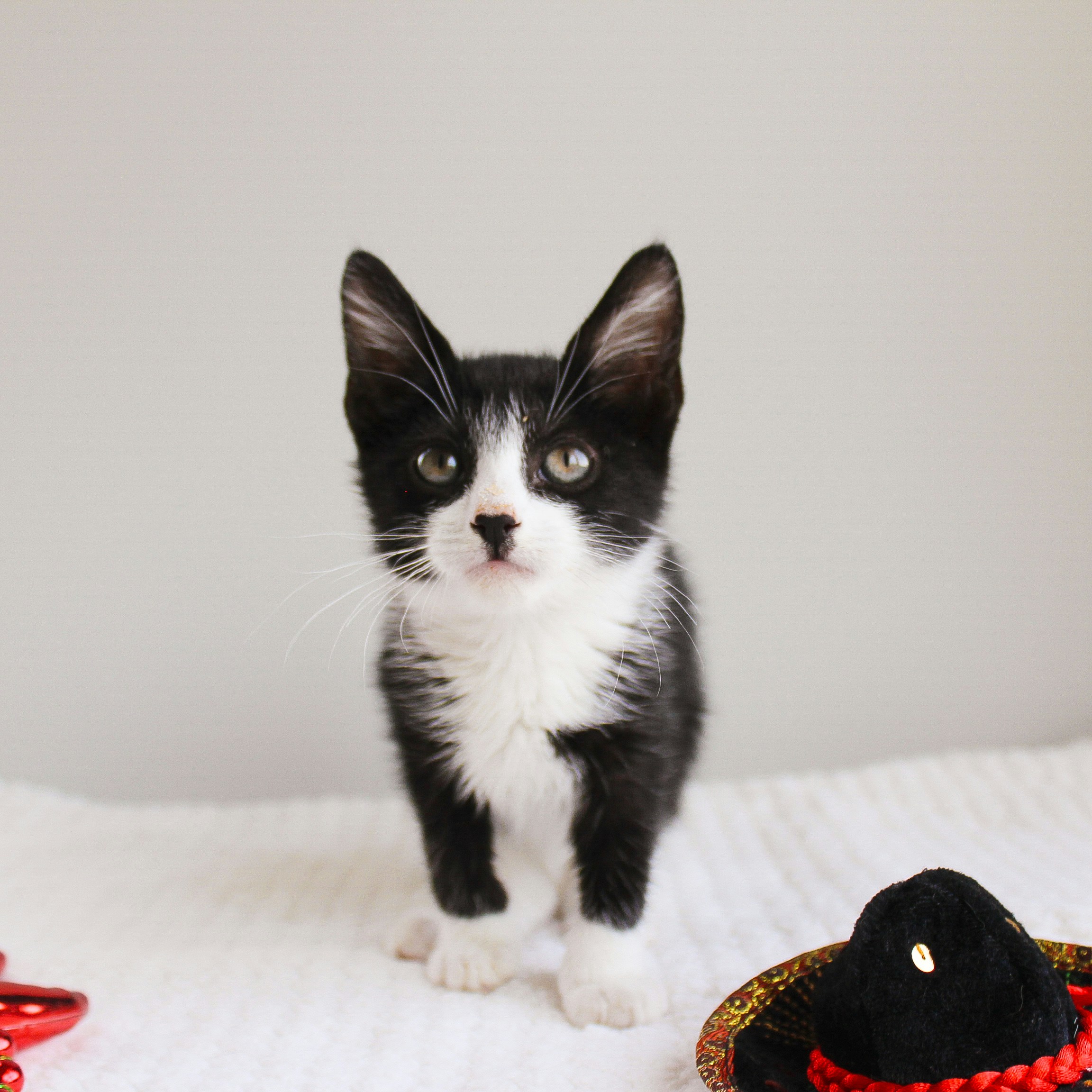 Photo by theluckyneko