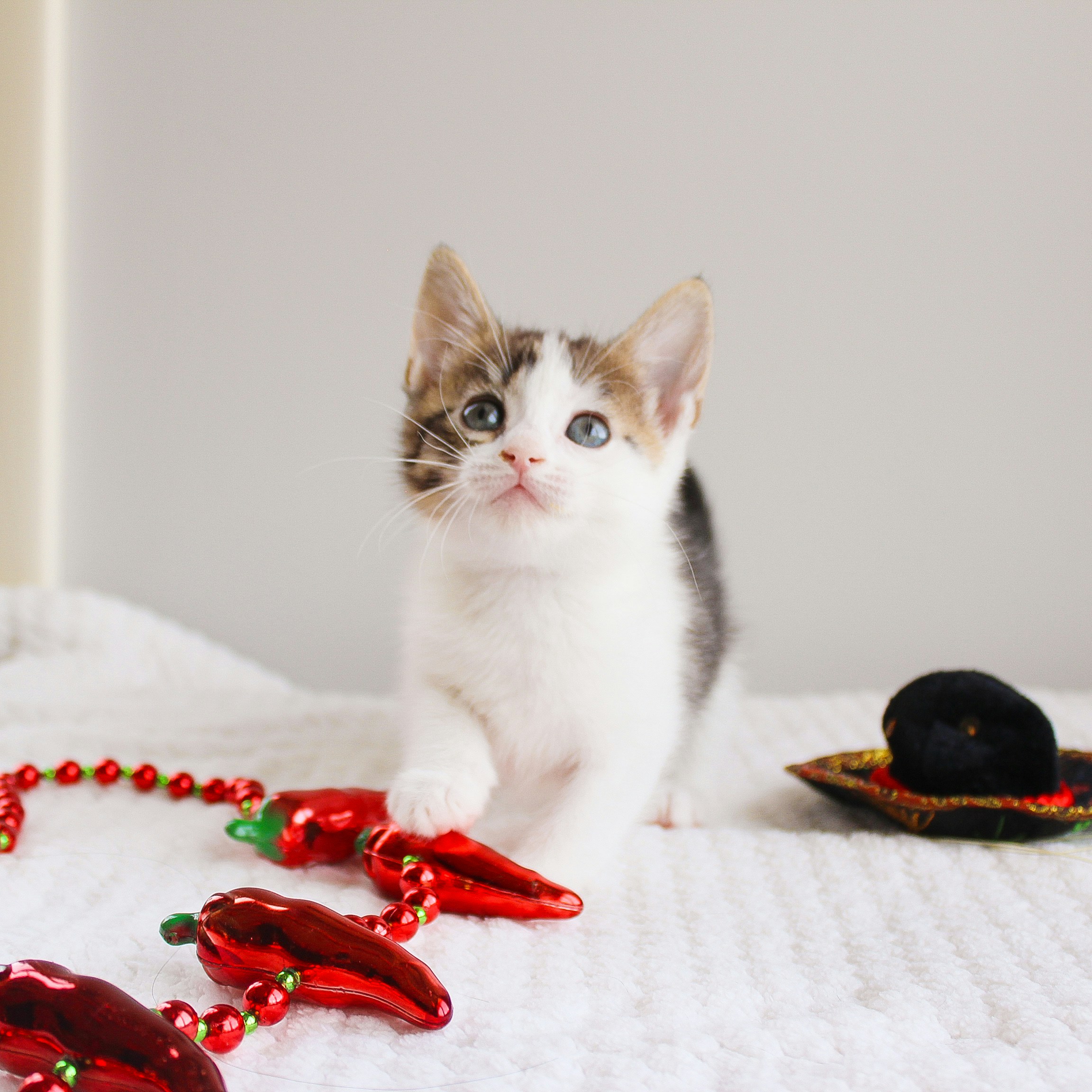Seekor anak kucing lucu bermain dengan dekorasi natal.