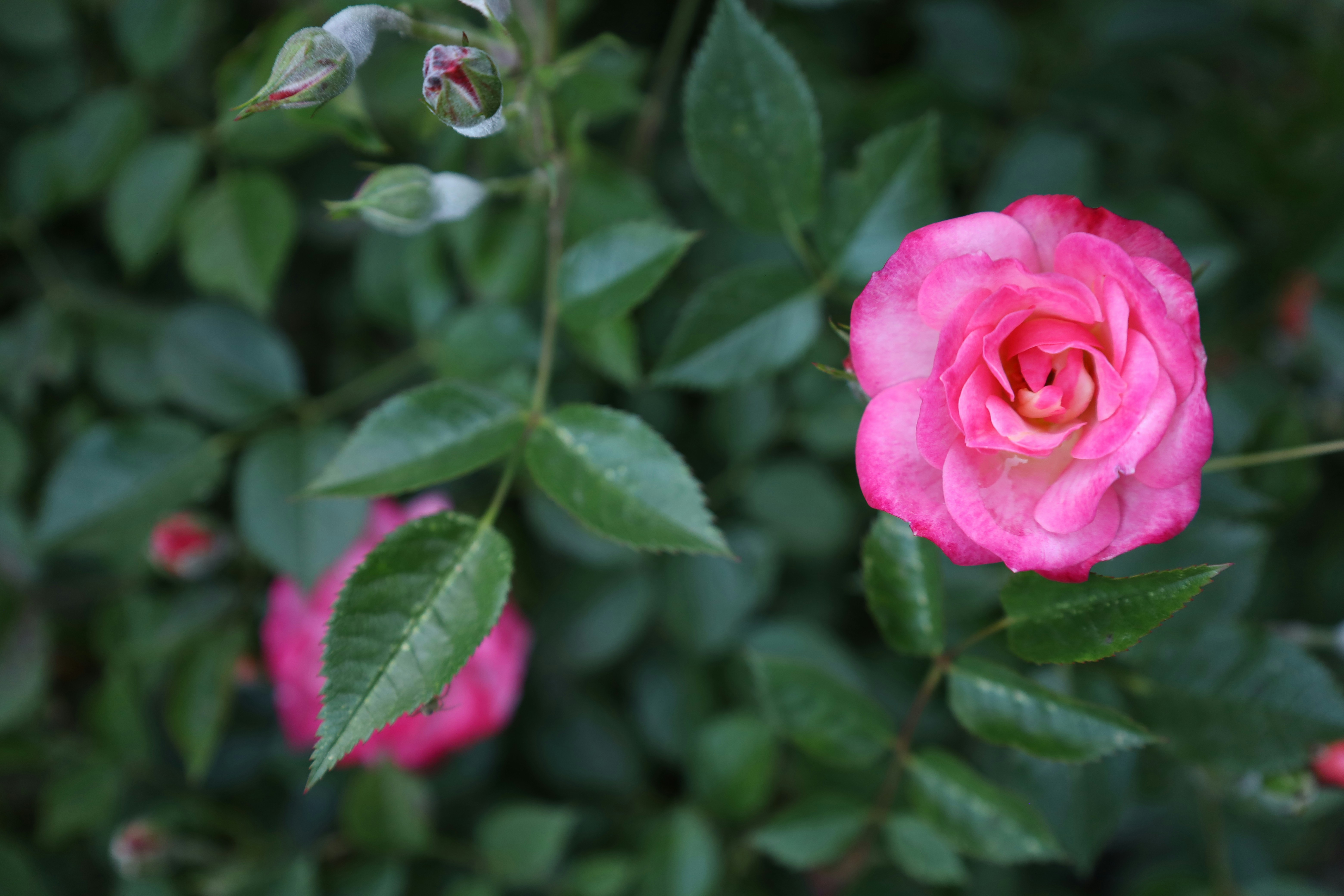 How to Prune Roses: A Wish for Blooming Joy — Easy Steps