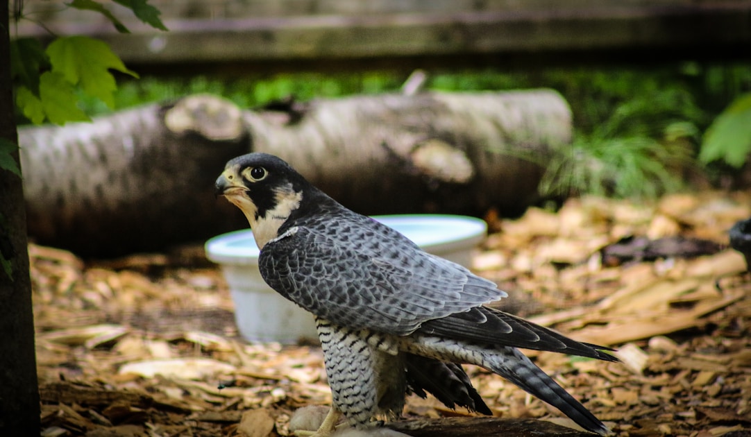 Slechtvalk: krachtige roofvogel, maar de mens blijft onmisbaar