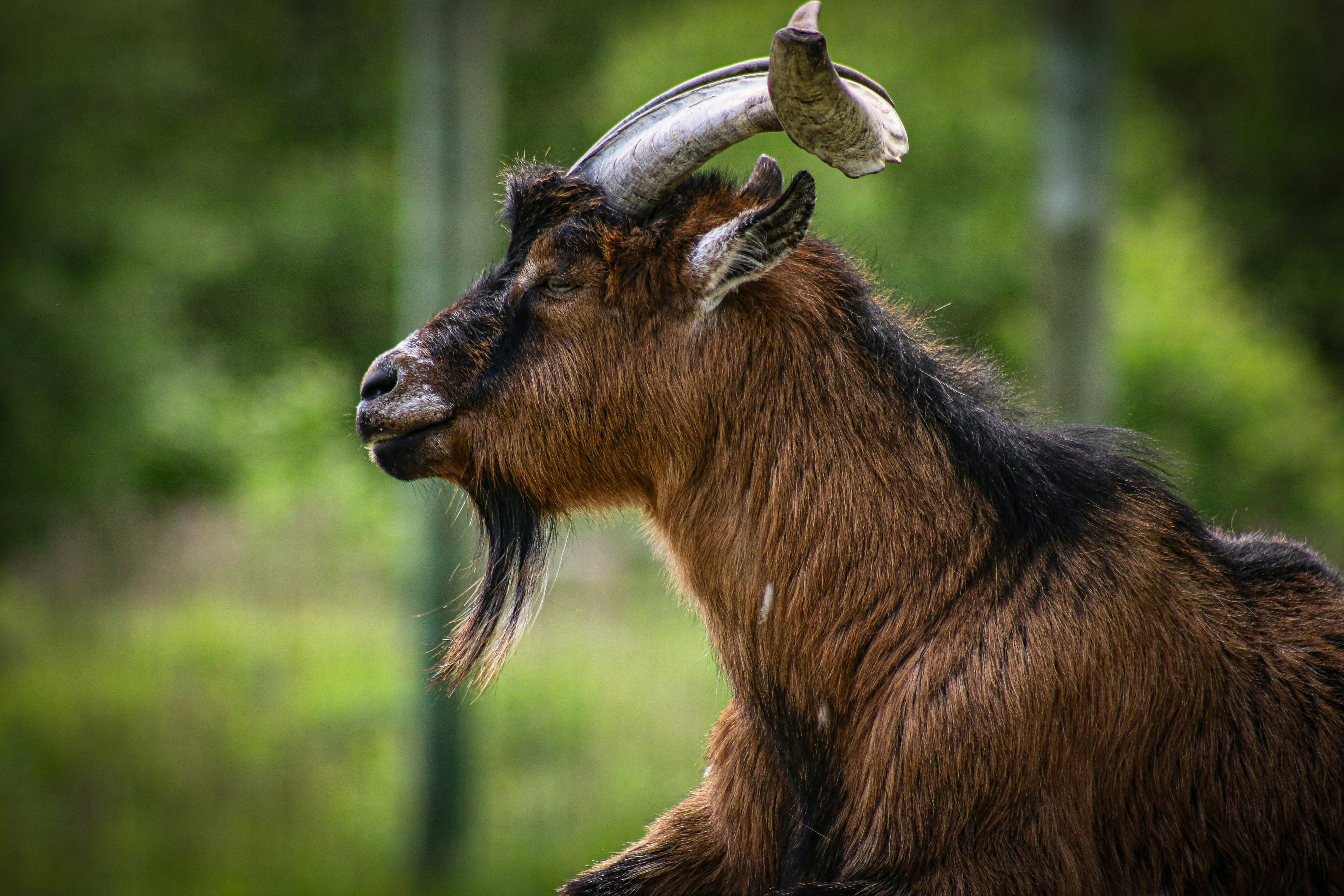 A brown goat with curved horns and a beard.