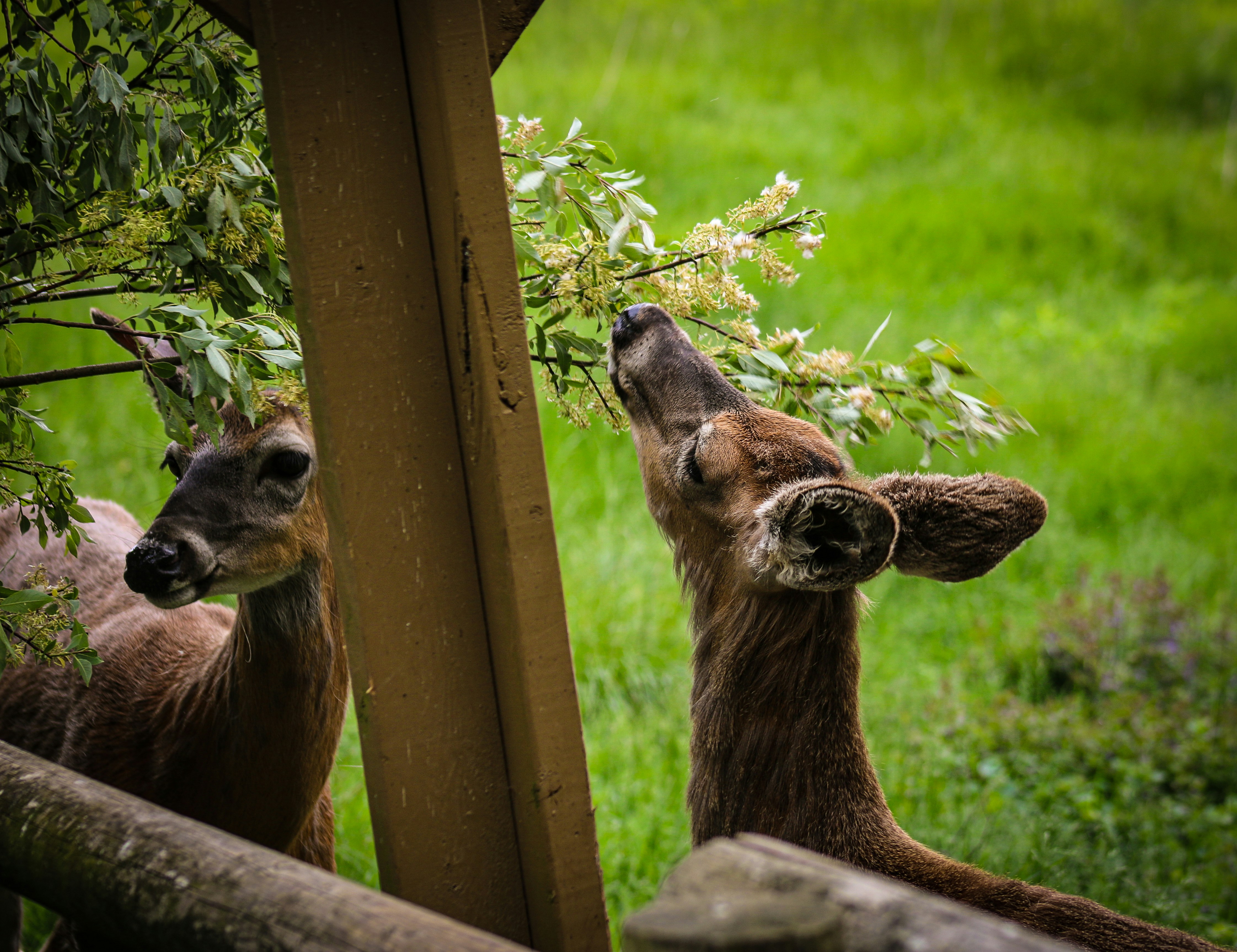 Two deer eat leaves from a tree.