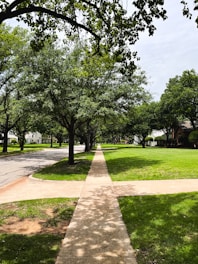 A tree-lined sidewalk with a neighborhood backdrop.