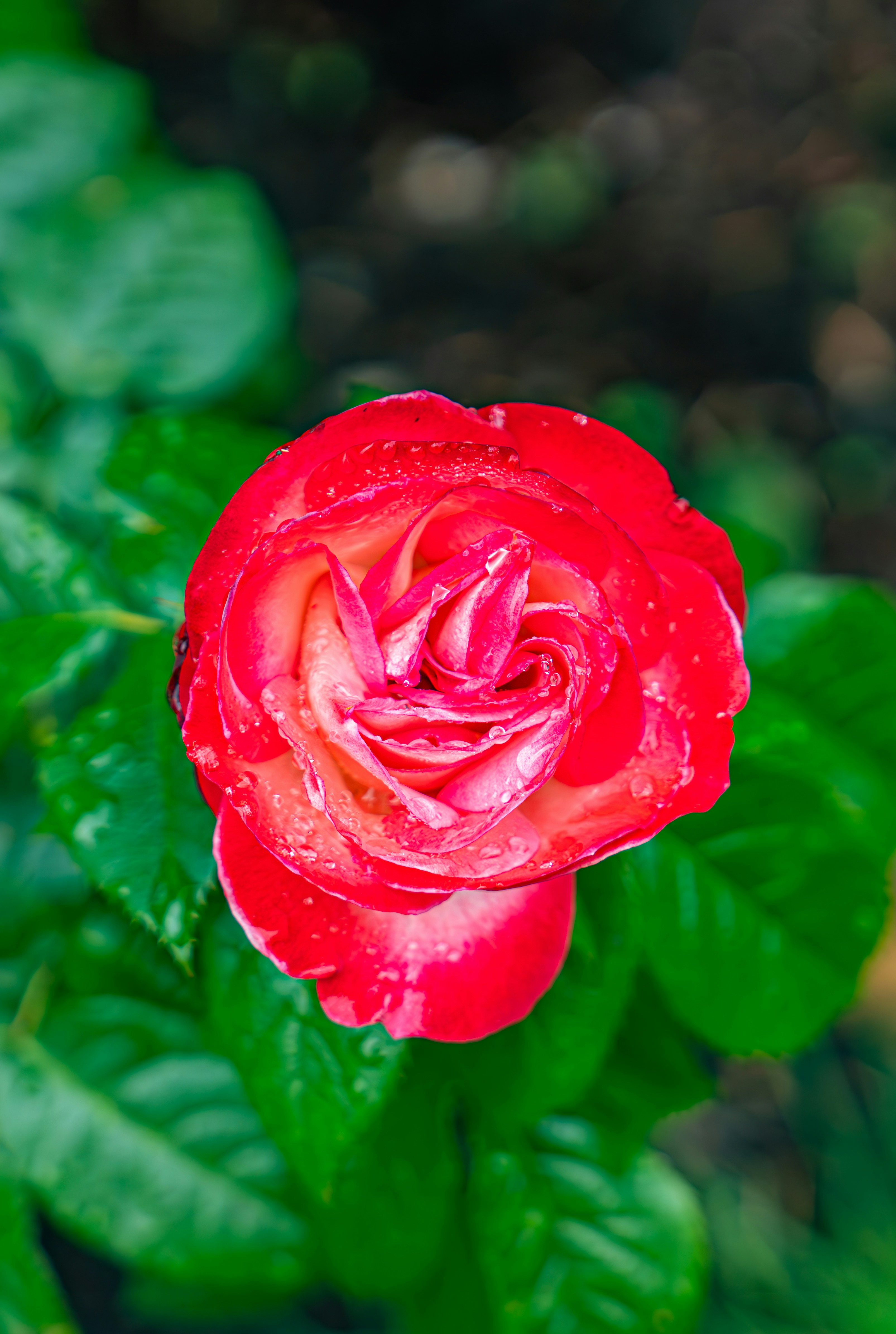 Photo by fortuitousfoto