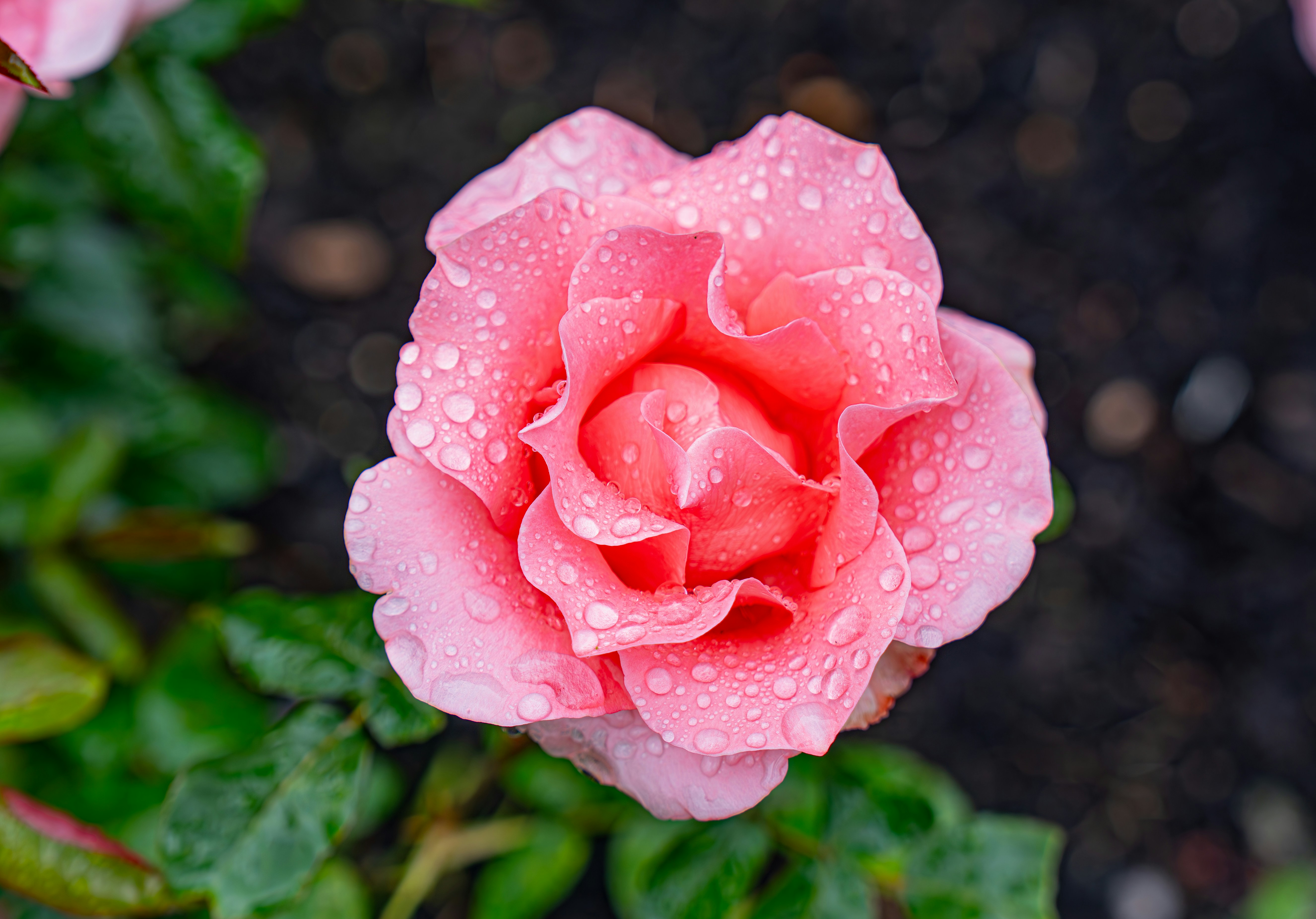 Photo by fortuitousfoto