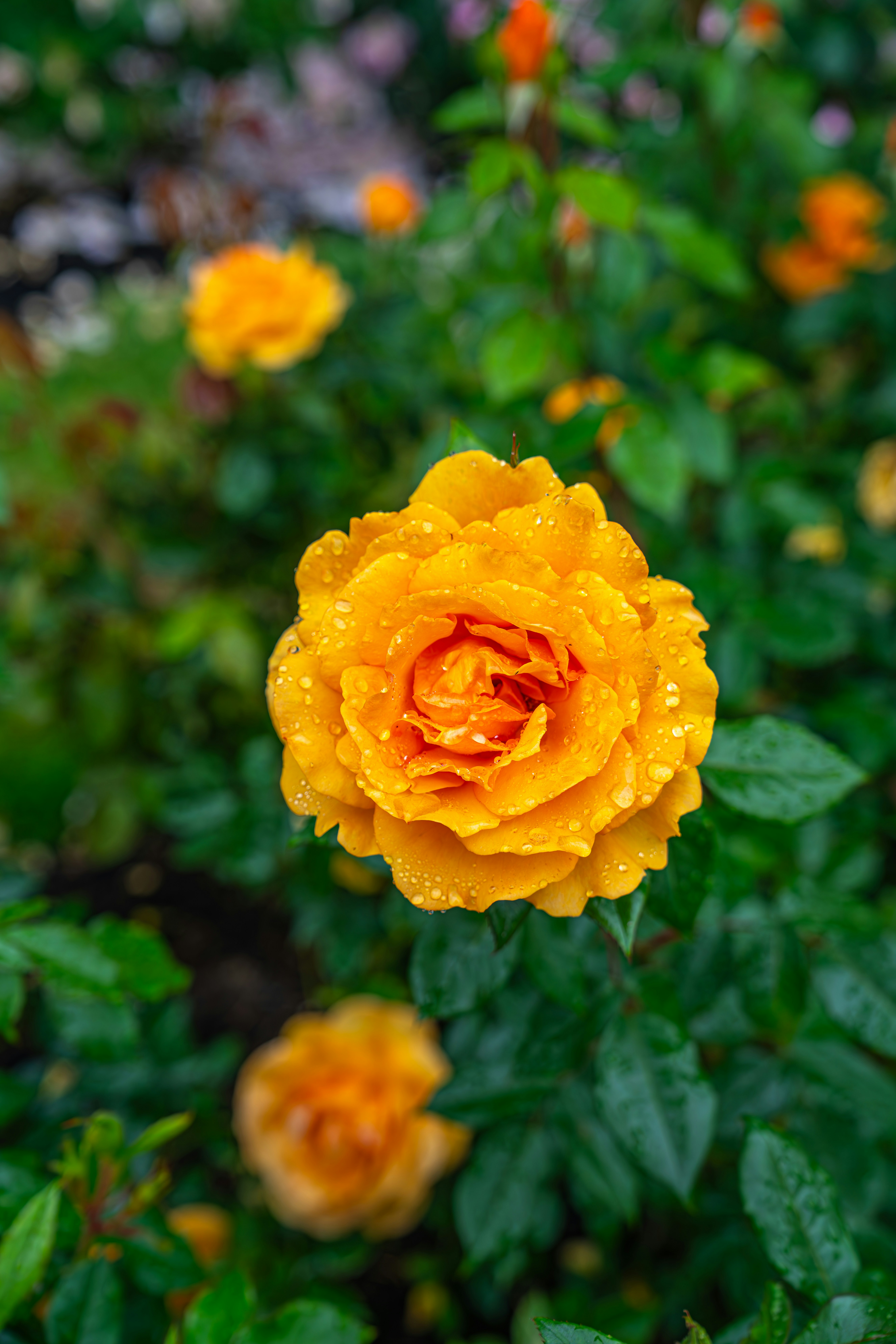 Photo by fortuitousfoto