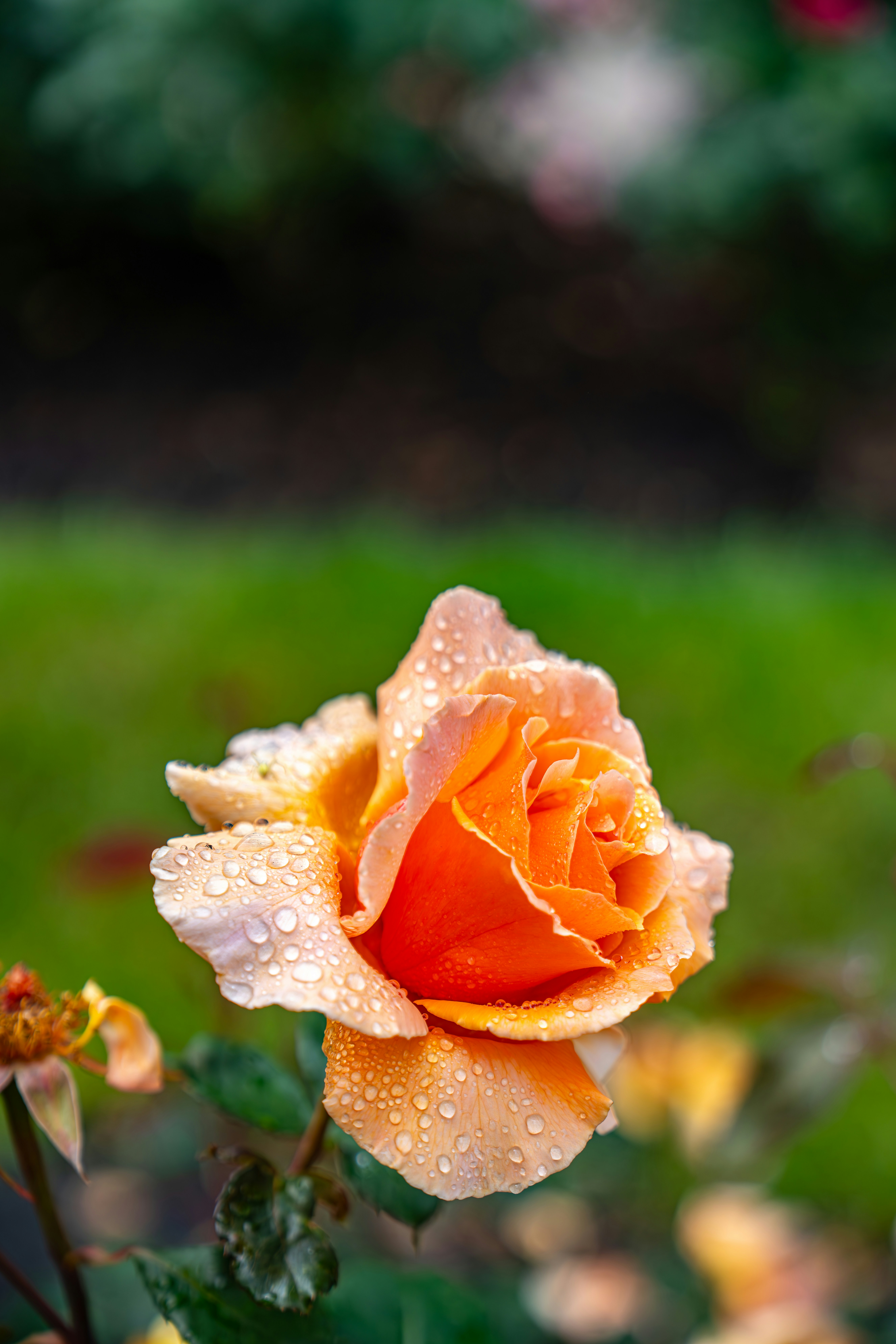 Photo by fortuitousfoto