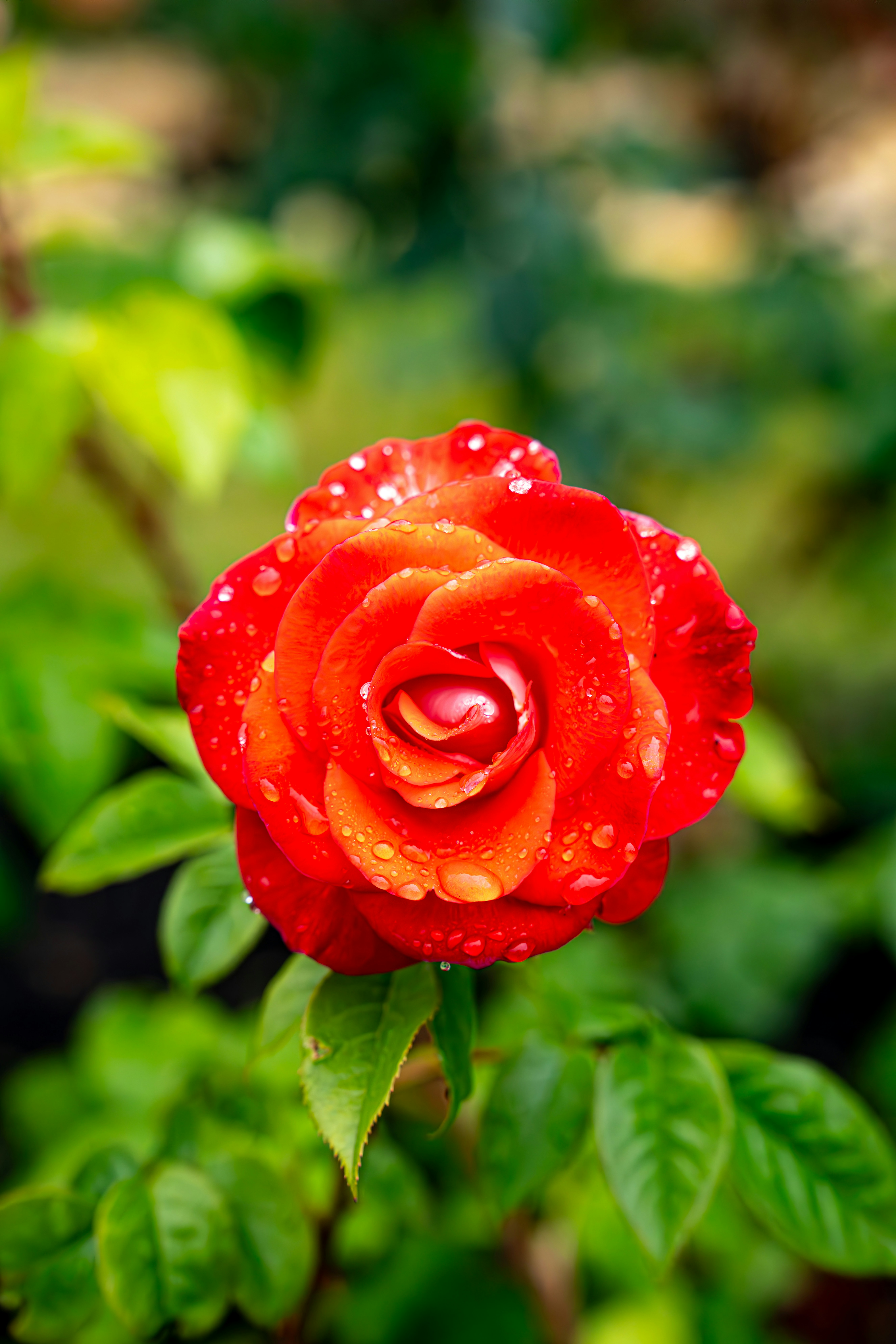 Photo by fortuitousfoto