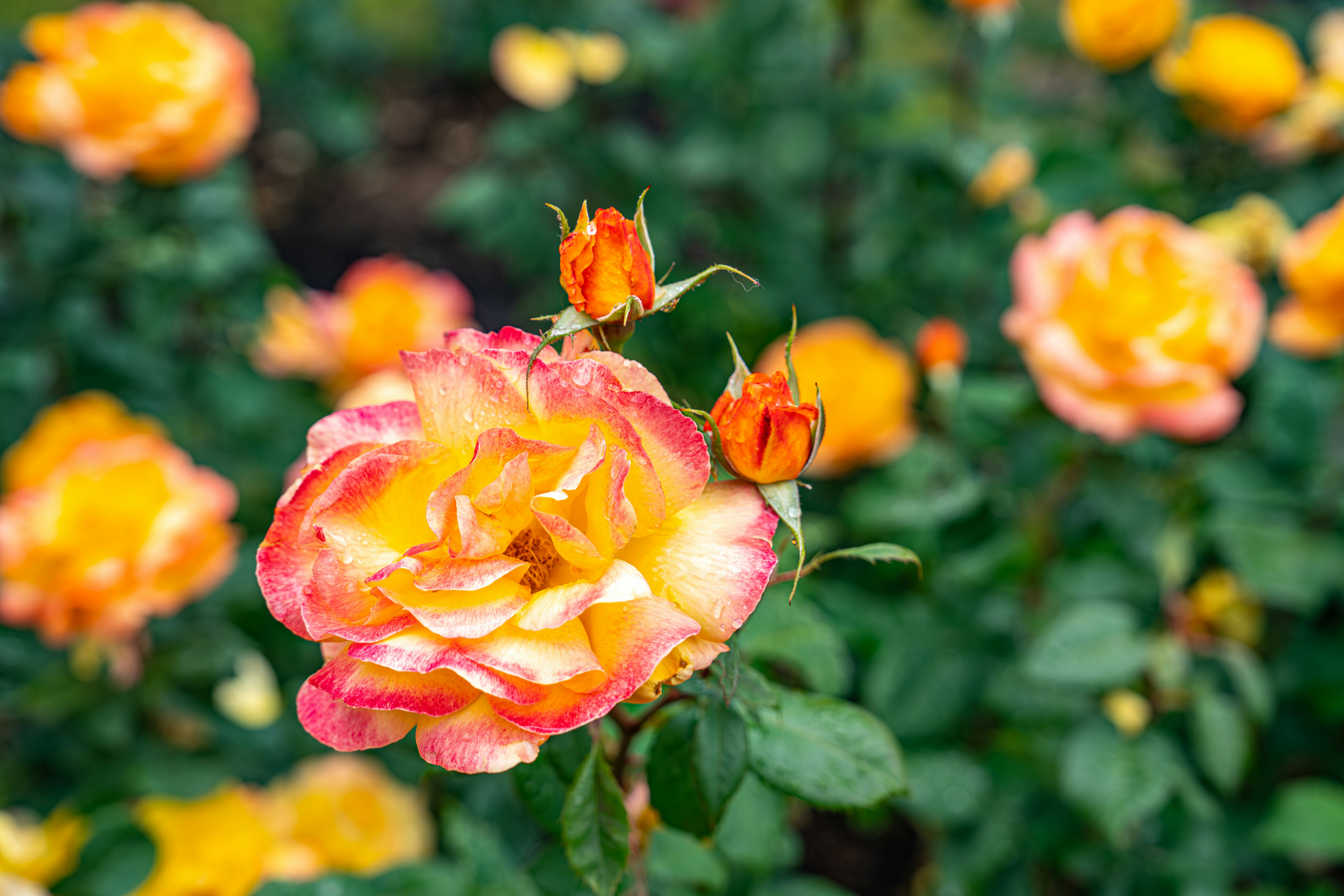 Photo by fortuitousfoto