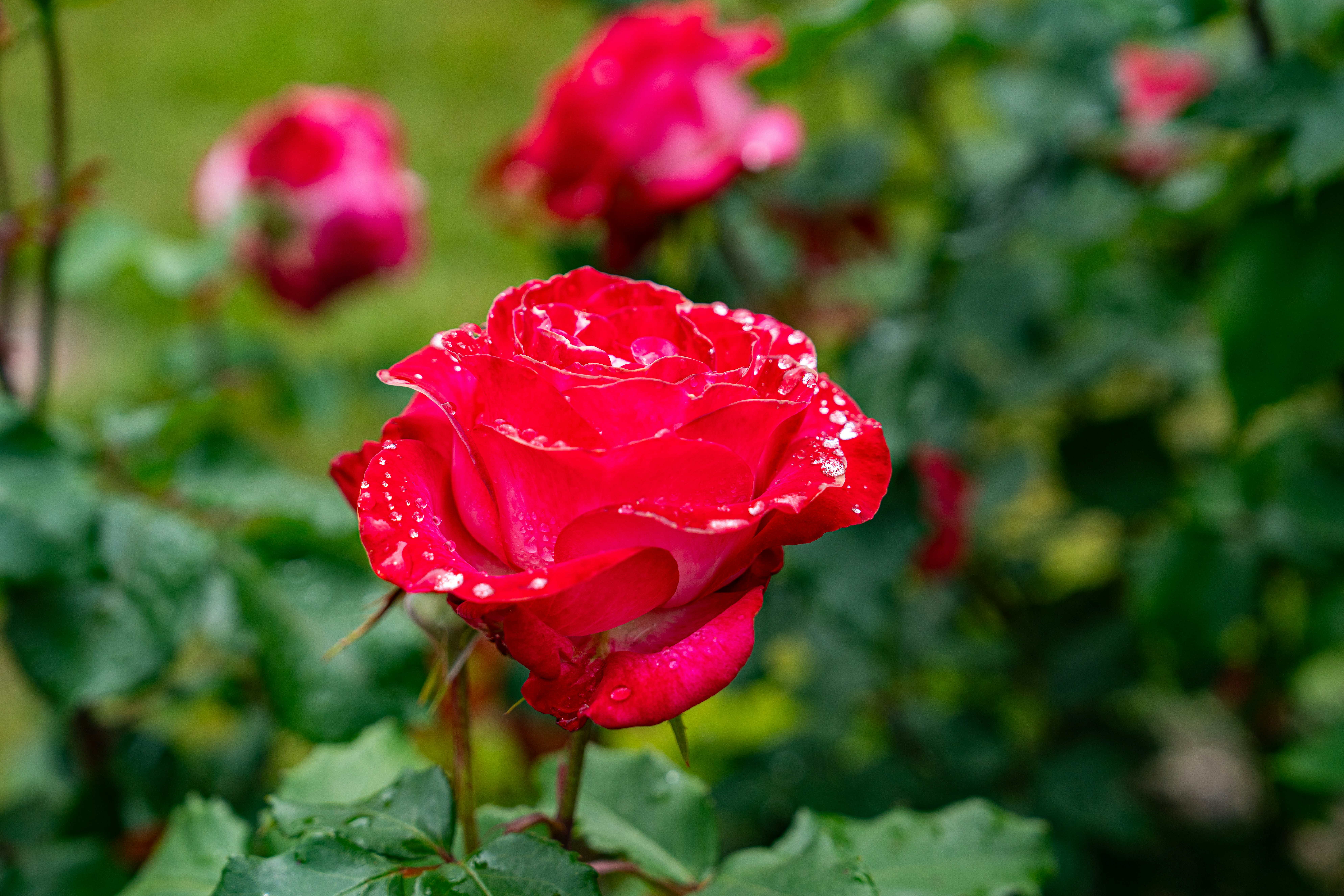 Photo by fortuitousfoto