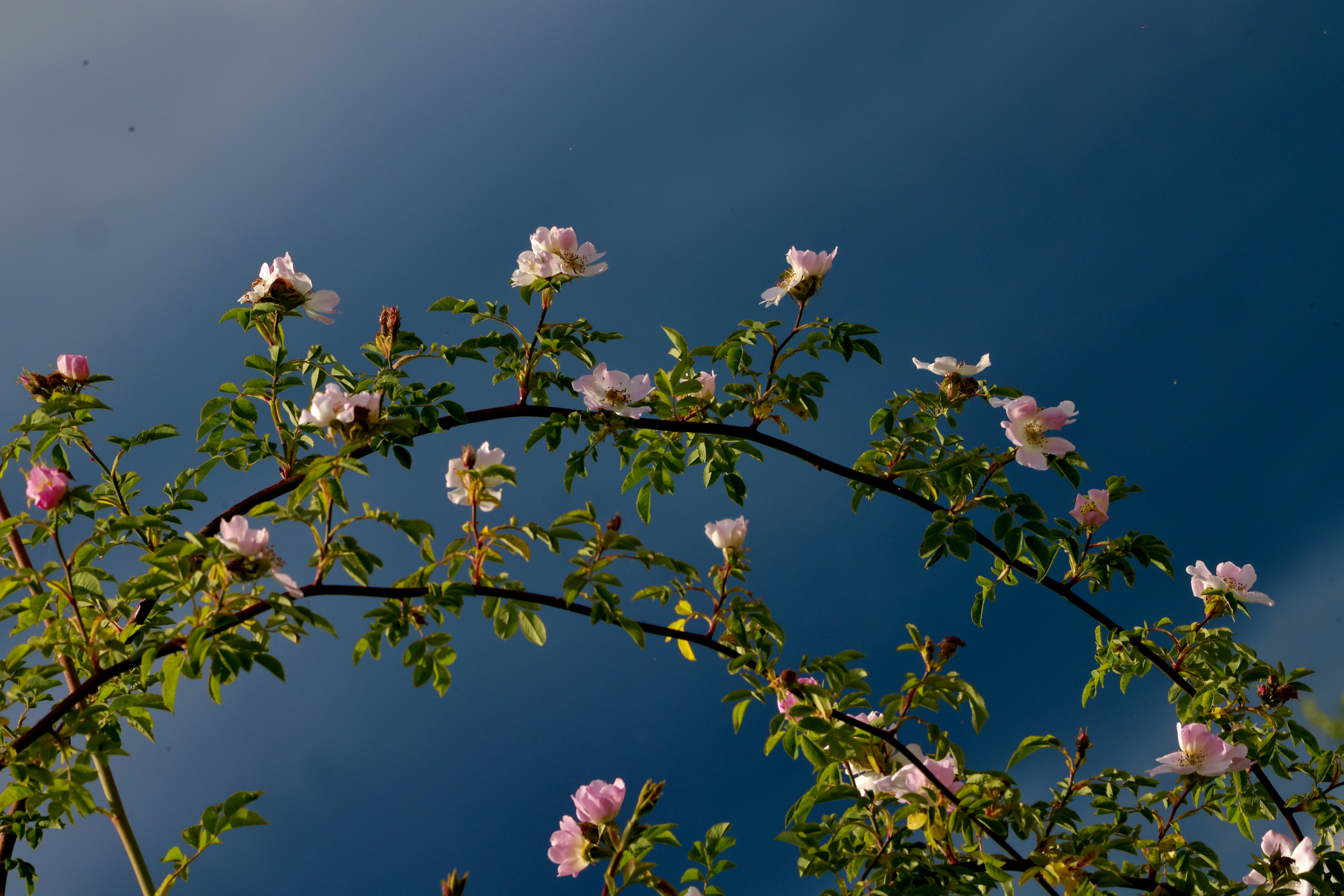 Pink roses arch against a brilliant blue sky.
