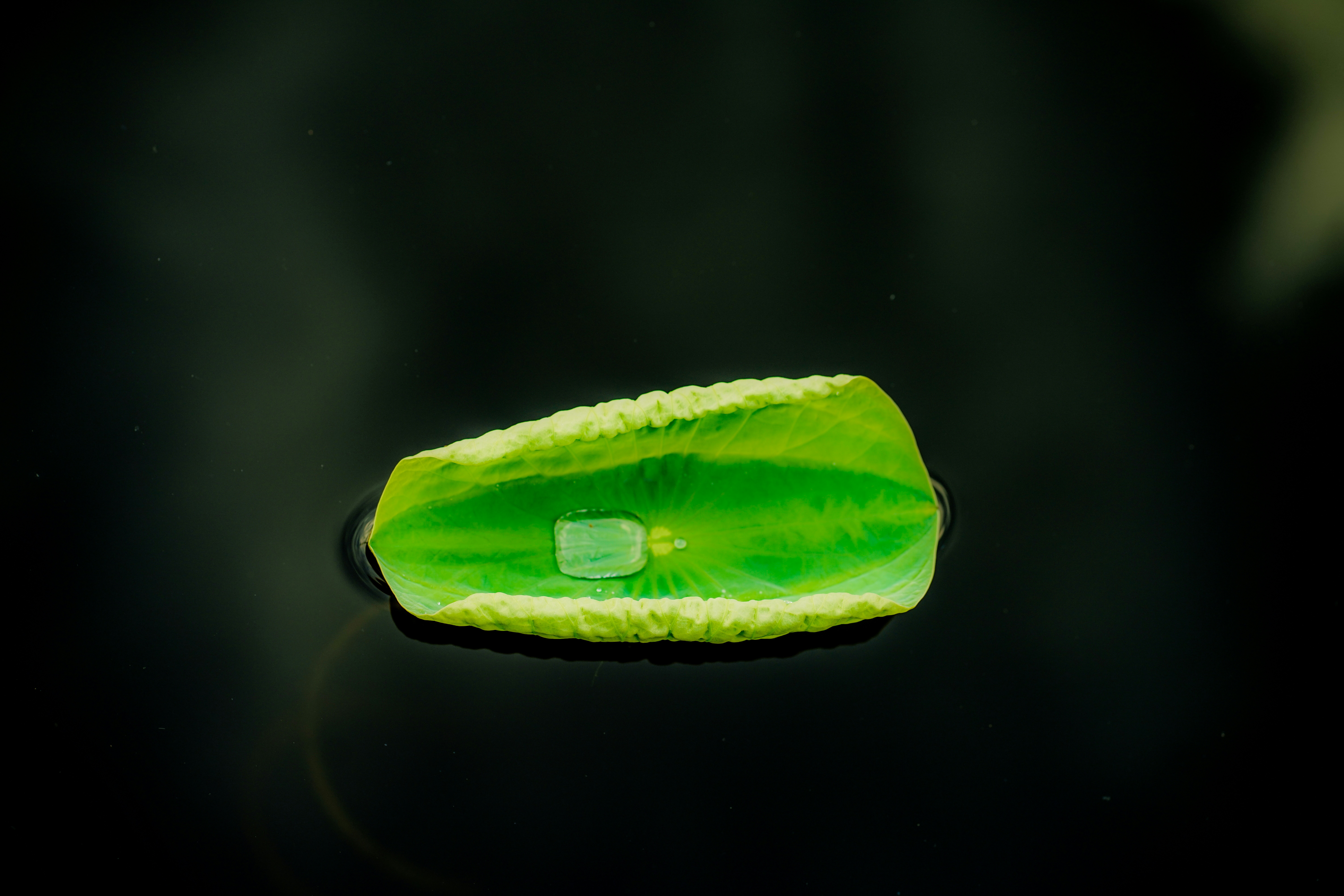 EnZence Biodegradable Bioplastic