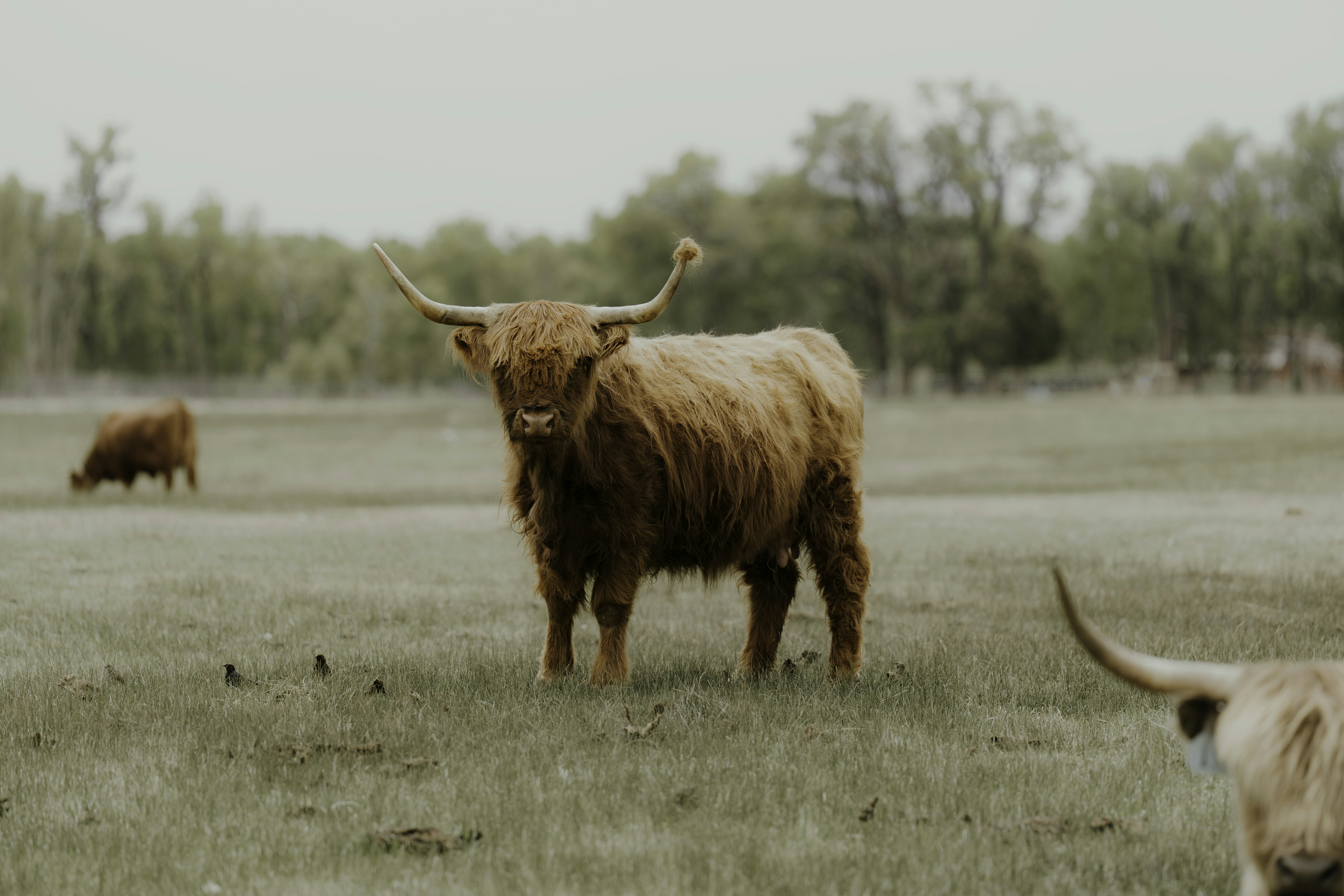 A highland cow stands in a grassy field.