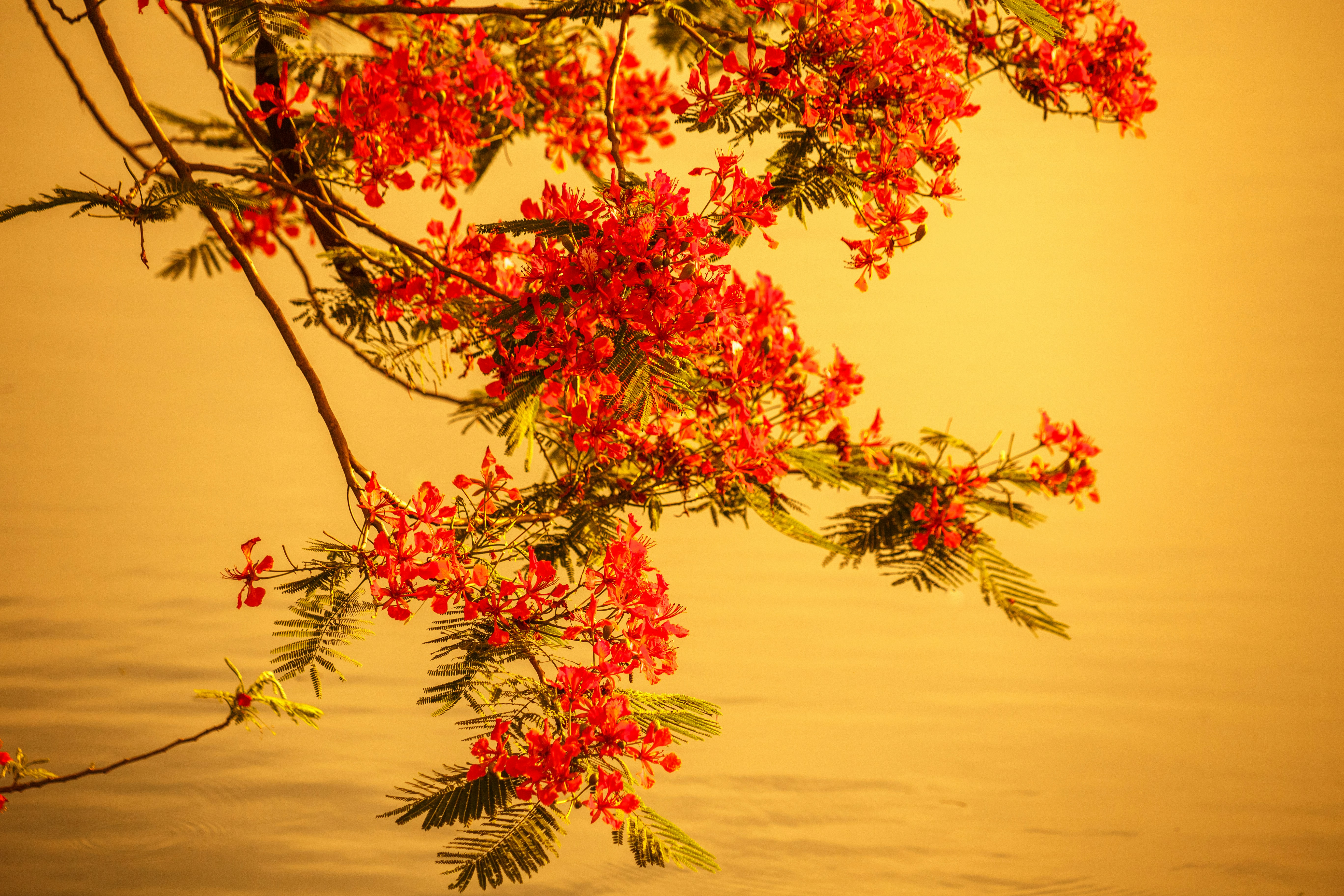 Red flowers bloom over a serene body of water.