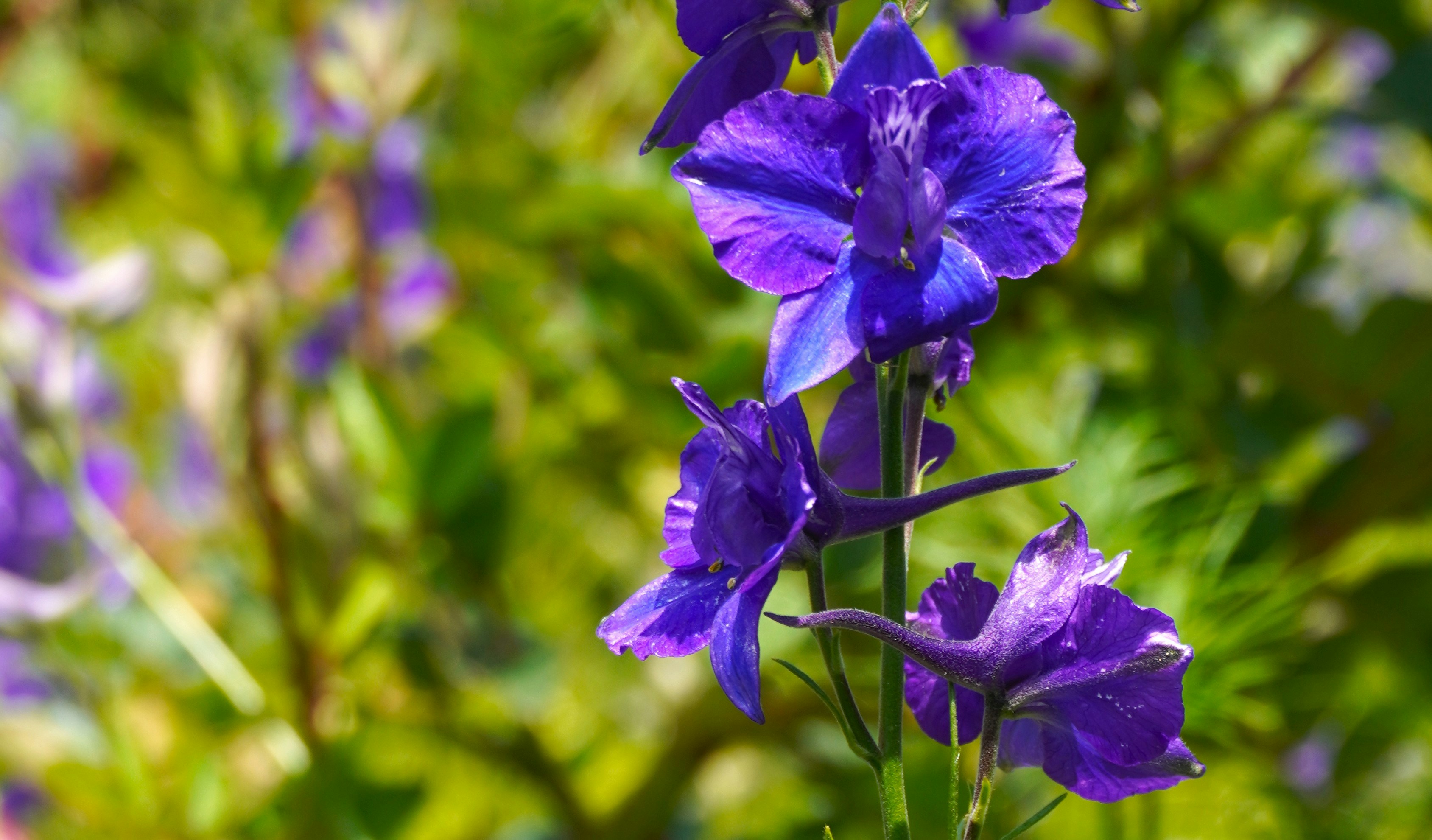 Photo by aditipanatu95