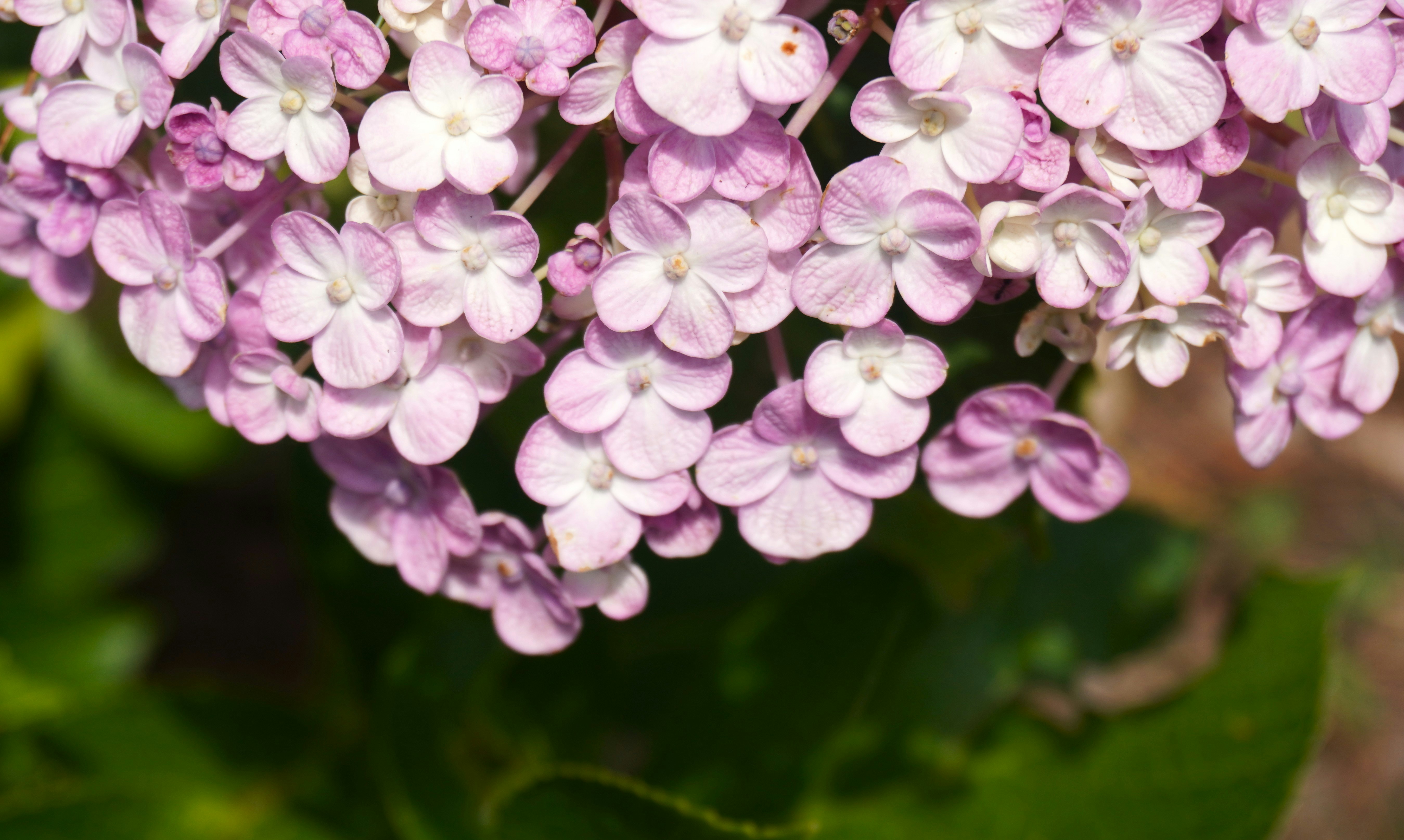 Photo by aditipanatu95