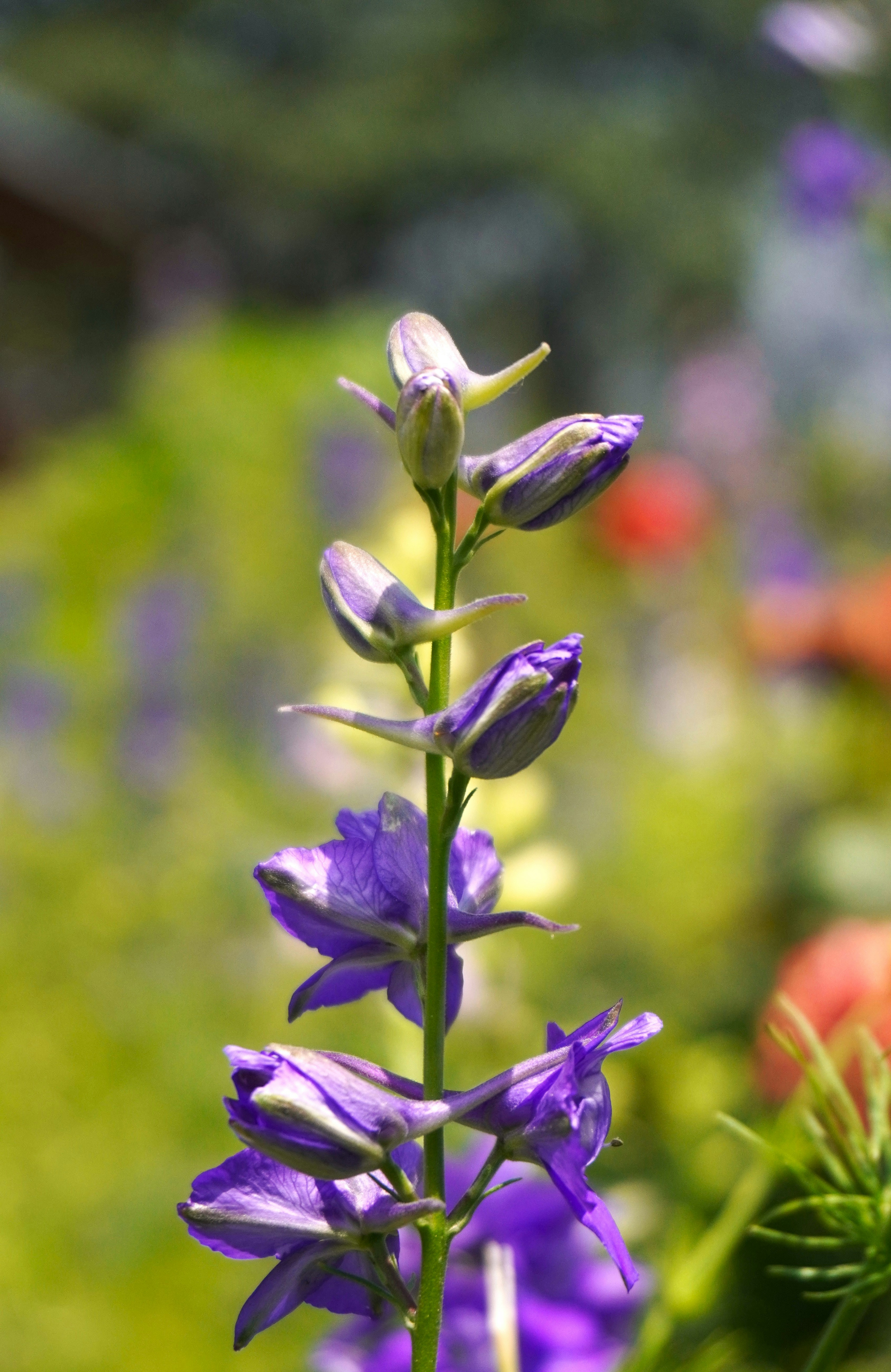 Photo by aditipanatu95