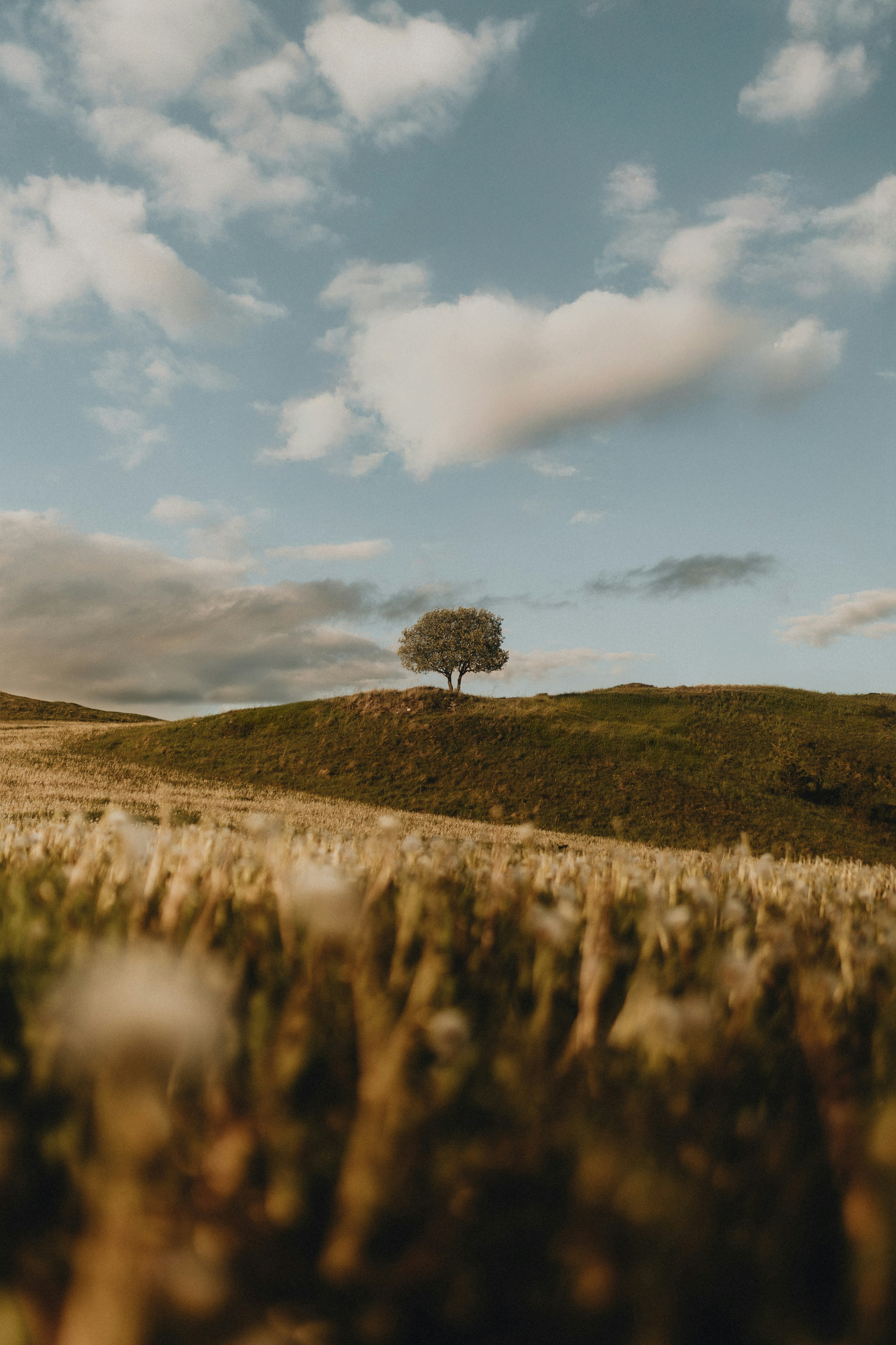 A lonely tree stands on a green hill.