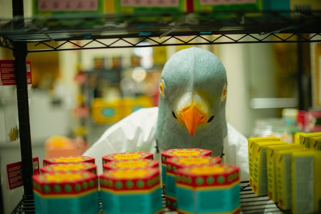 A pigeon in a shop, looking at the goods.
