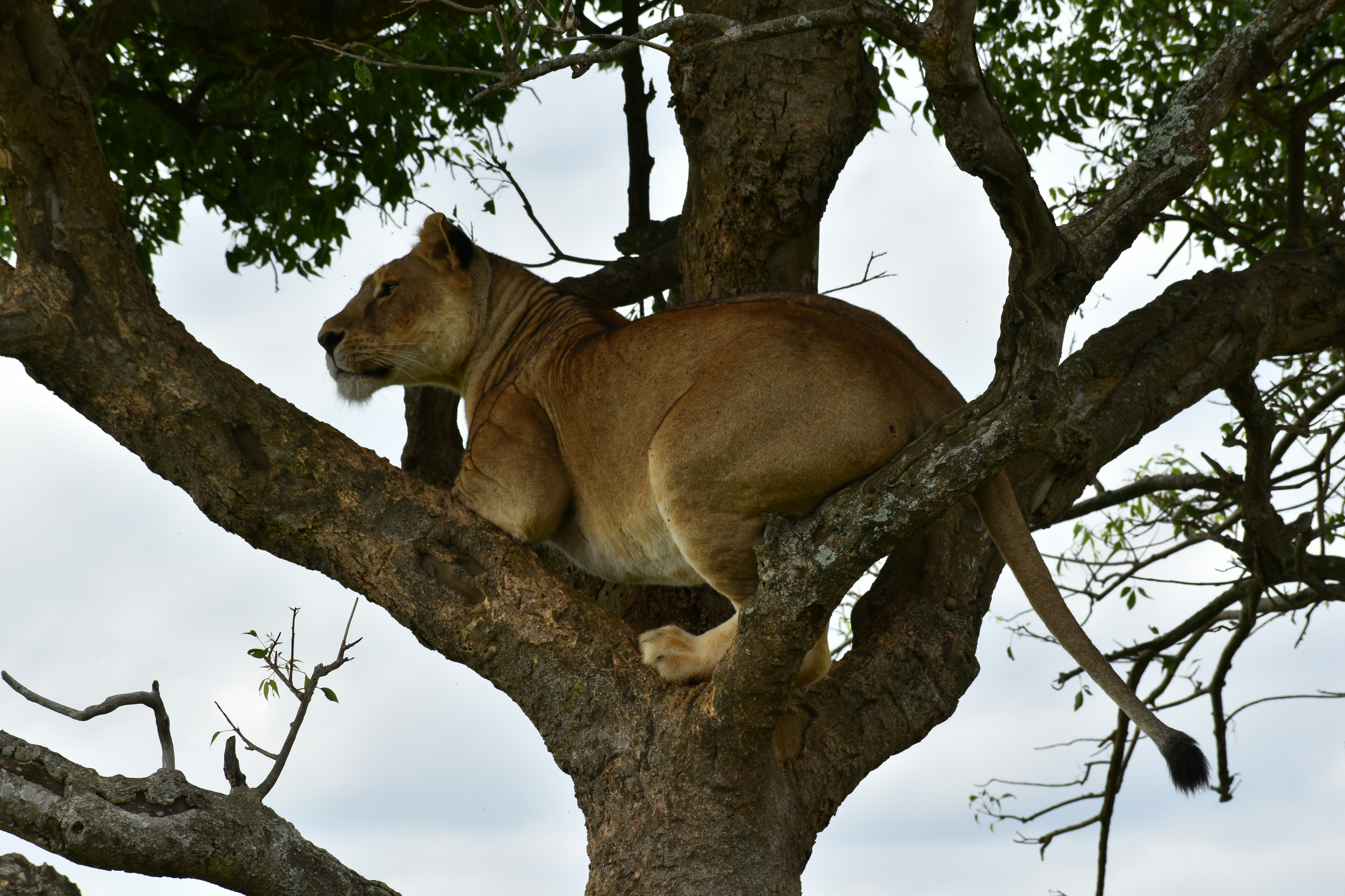 Uganda: Tree-Climbing Lions of Queen Elizabeth Park (image credits: unsplash)