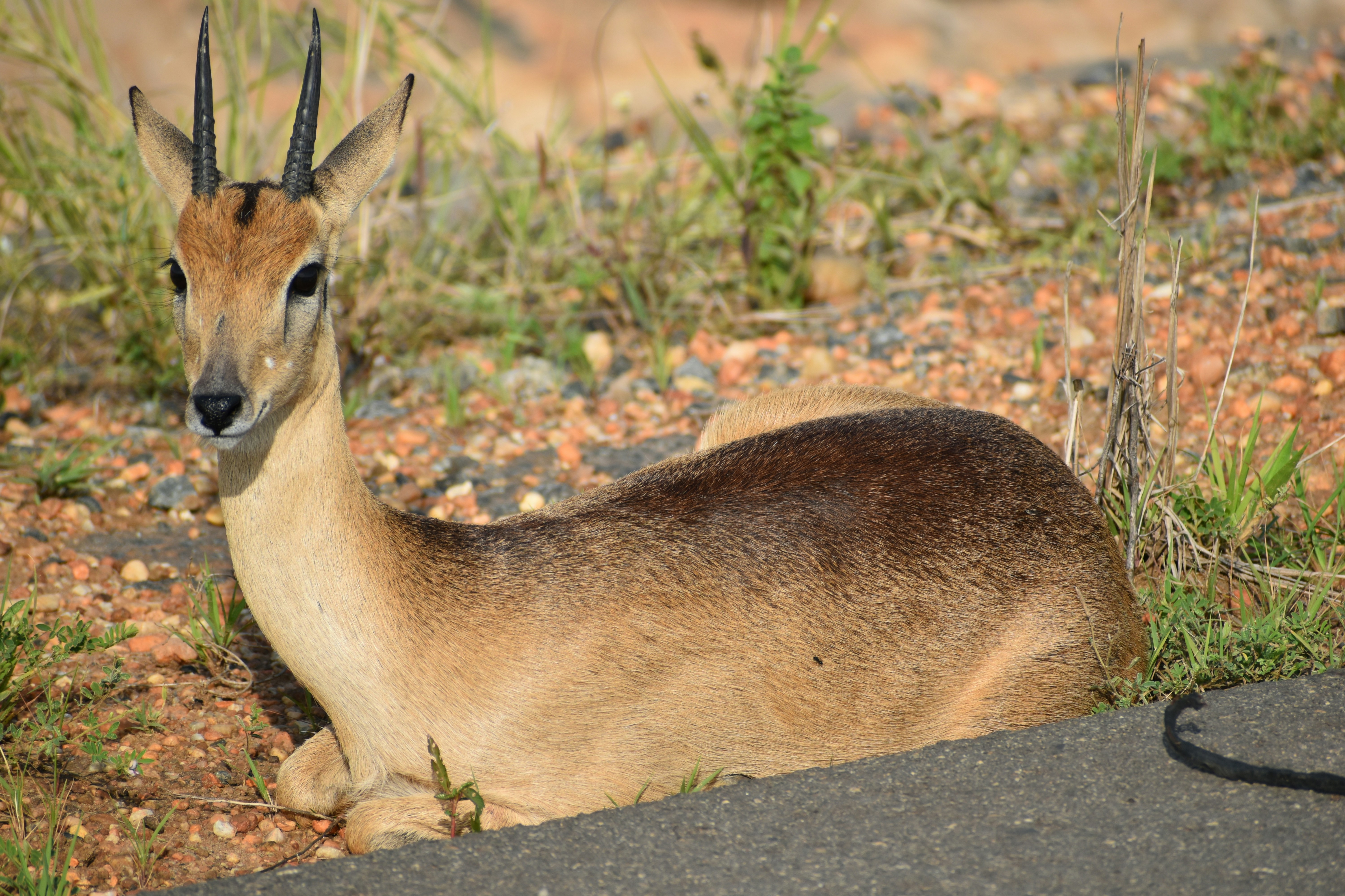 A steenbok poses calmly on the ground.
