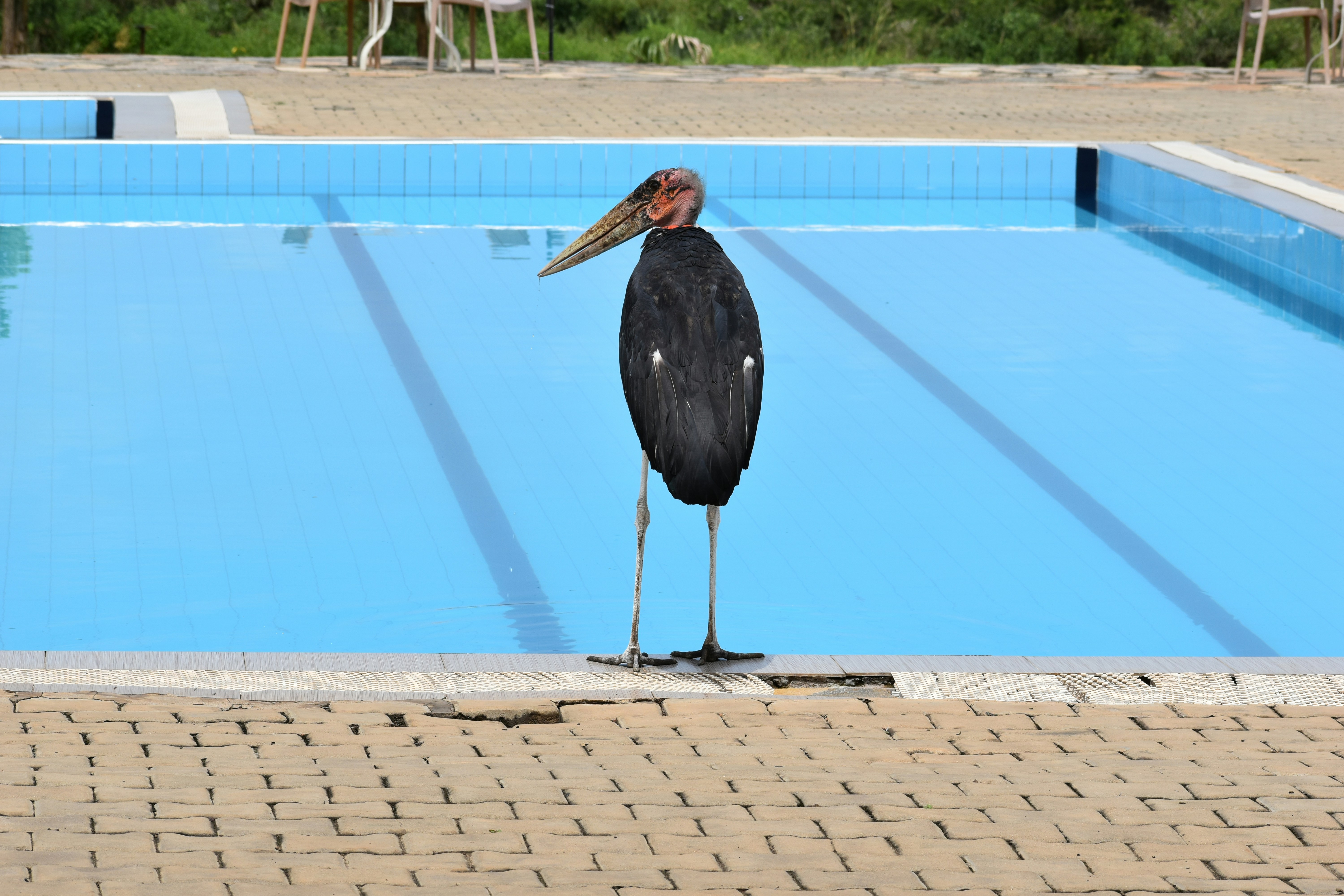 A marabou stork stands beside a blue pool.