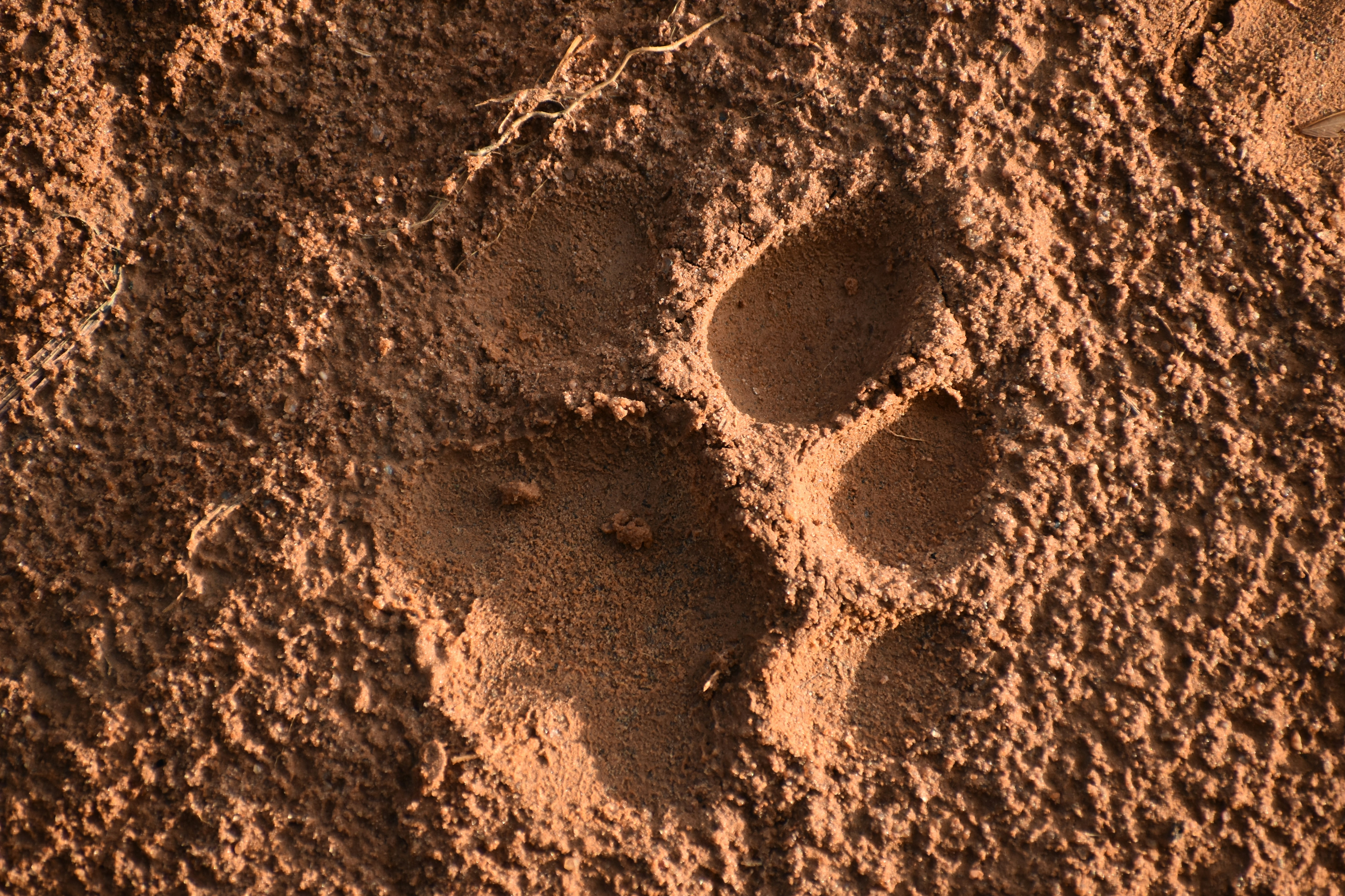 Tracking the Elusive: Science in Action (image credits: unsplash)