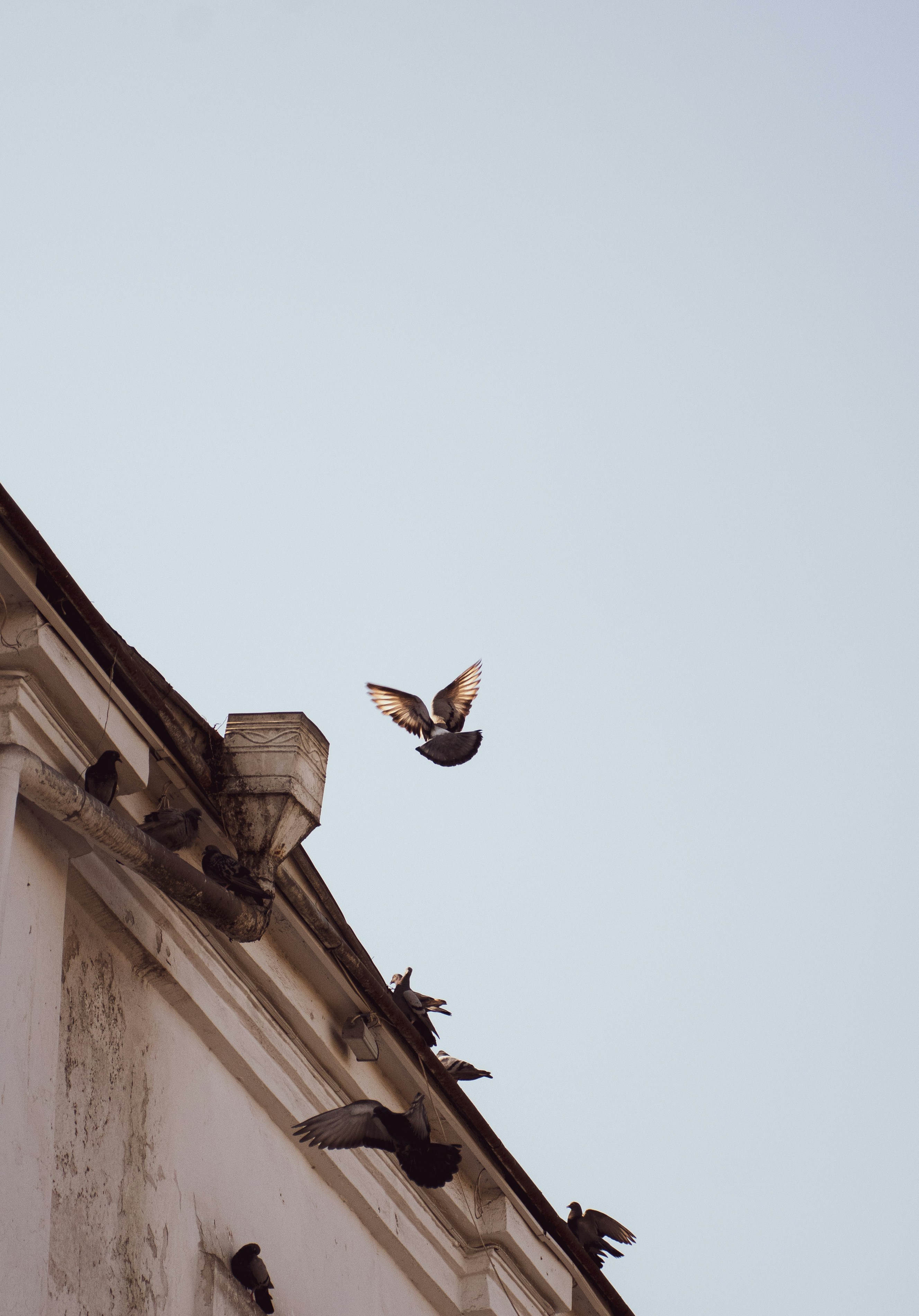 Pigeons fly from a building's rooftop.
