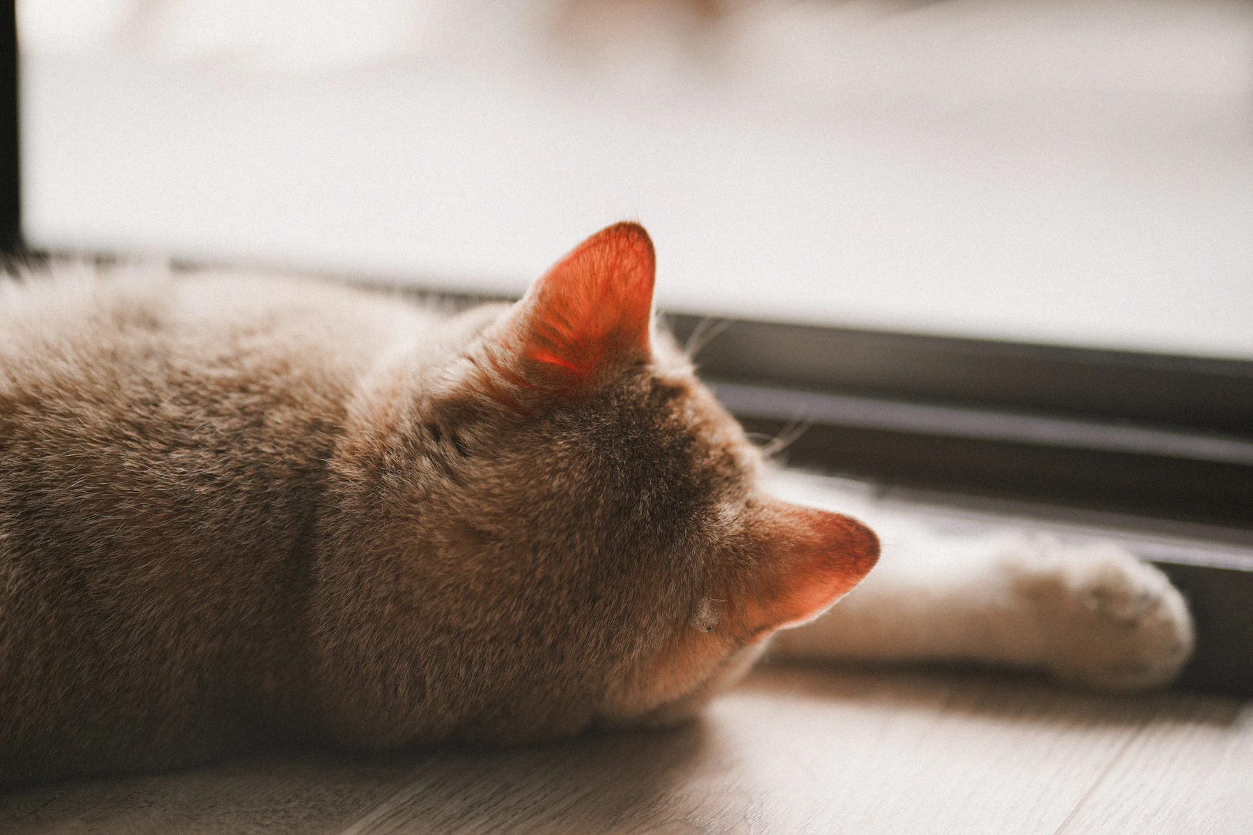A relaxed tabby cat resting beside a sunlit window