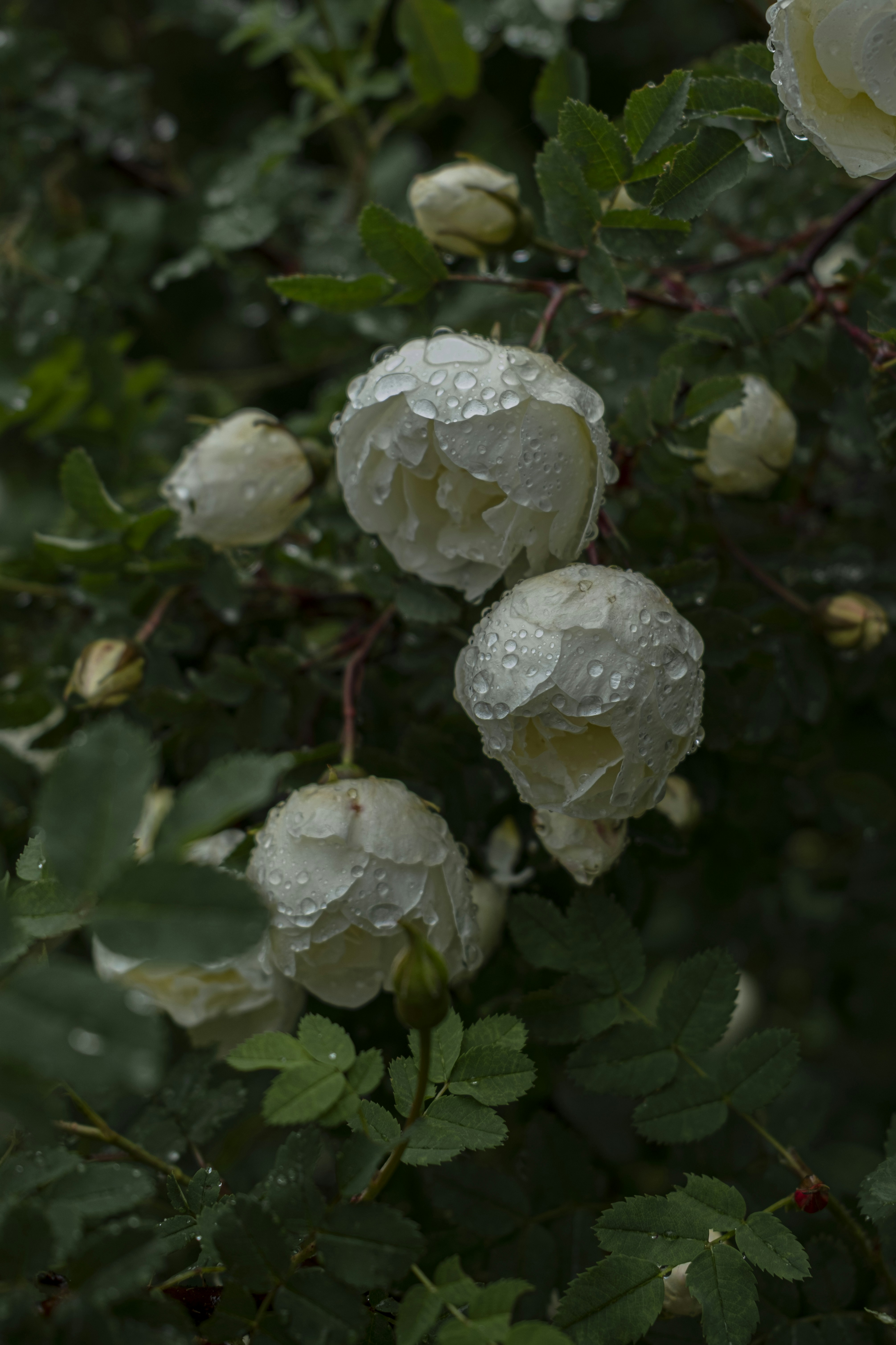 White roses with water droplets bloom on a bush.