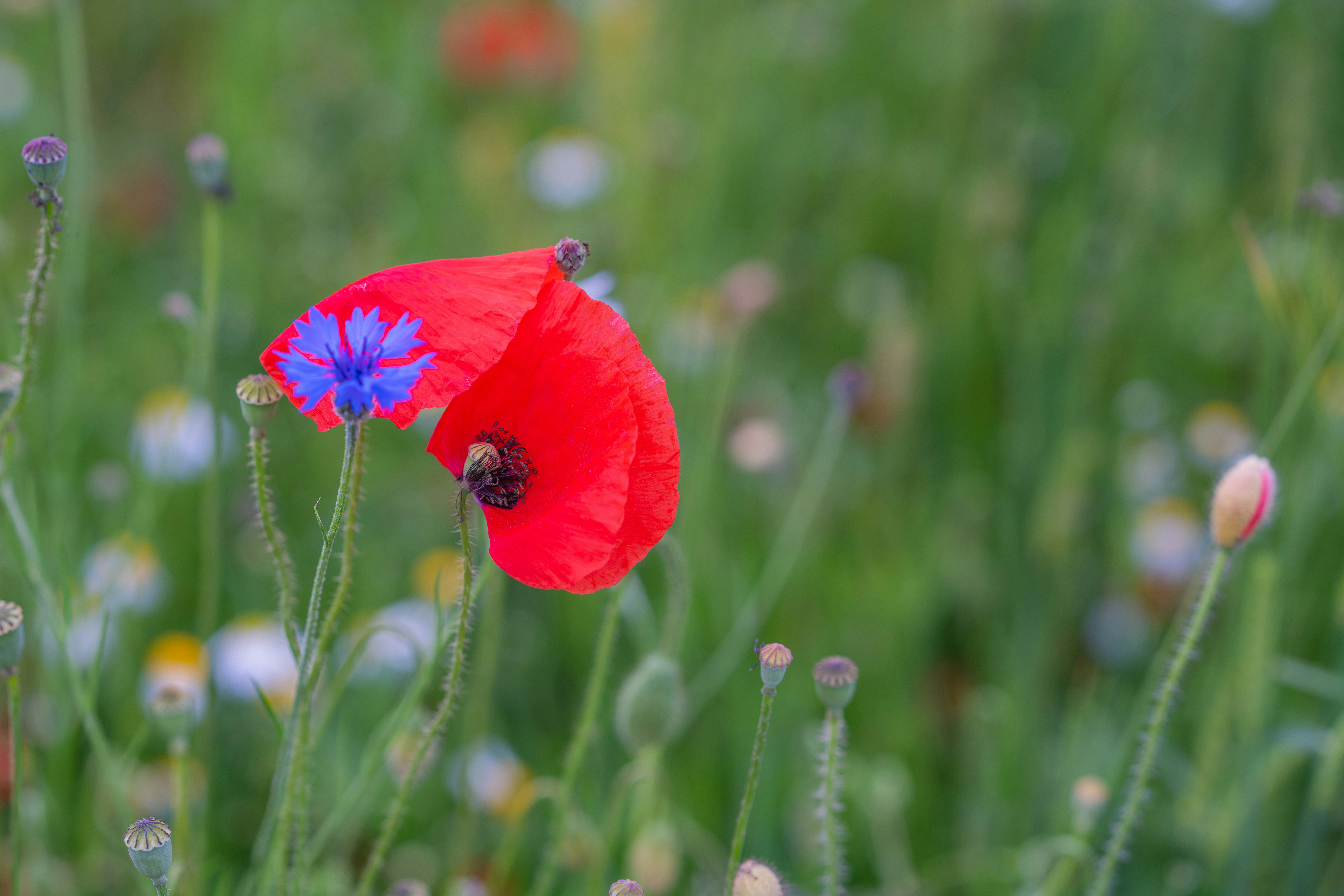 Photo by christelsphotos