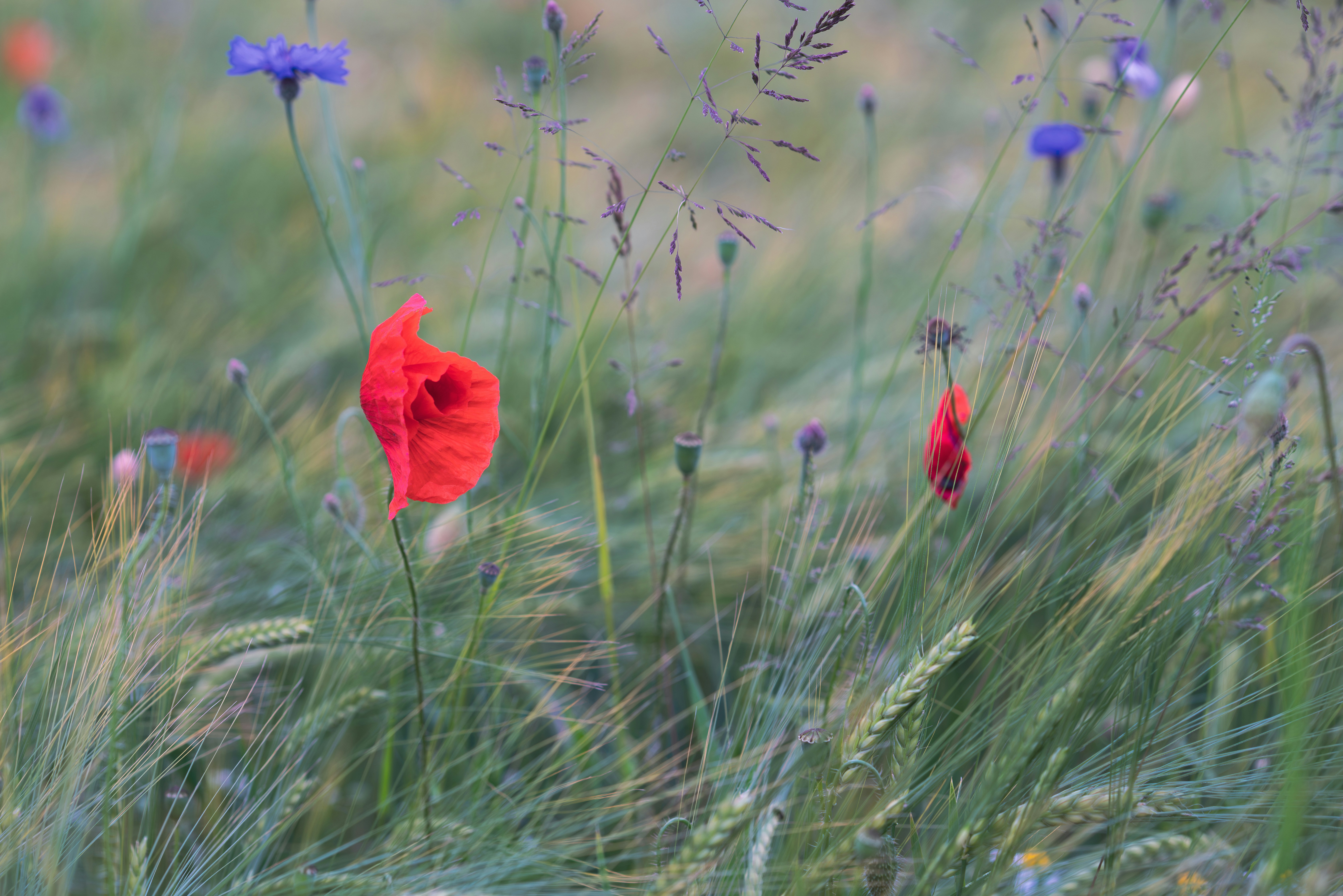 Photo by christelsphotos