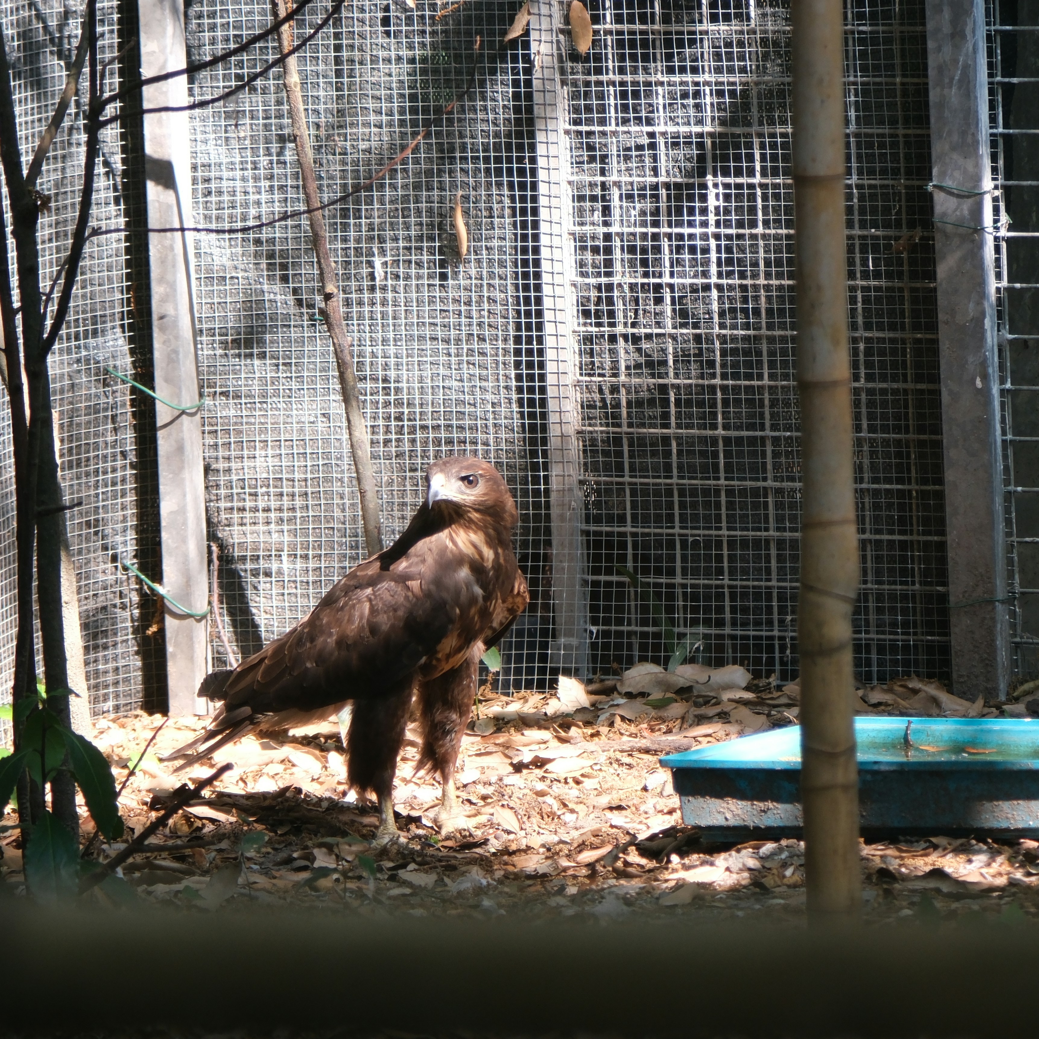 A brown bird stands inside a cage.