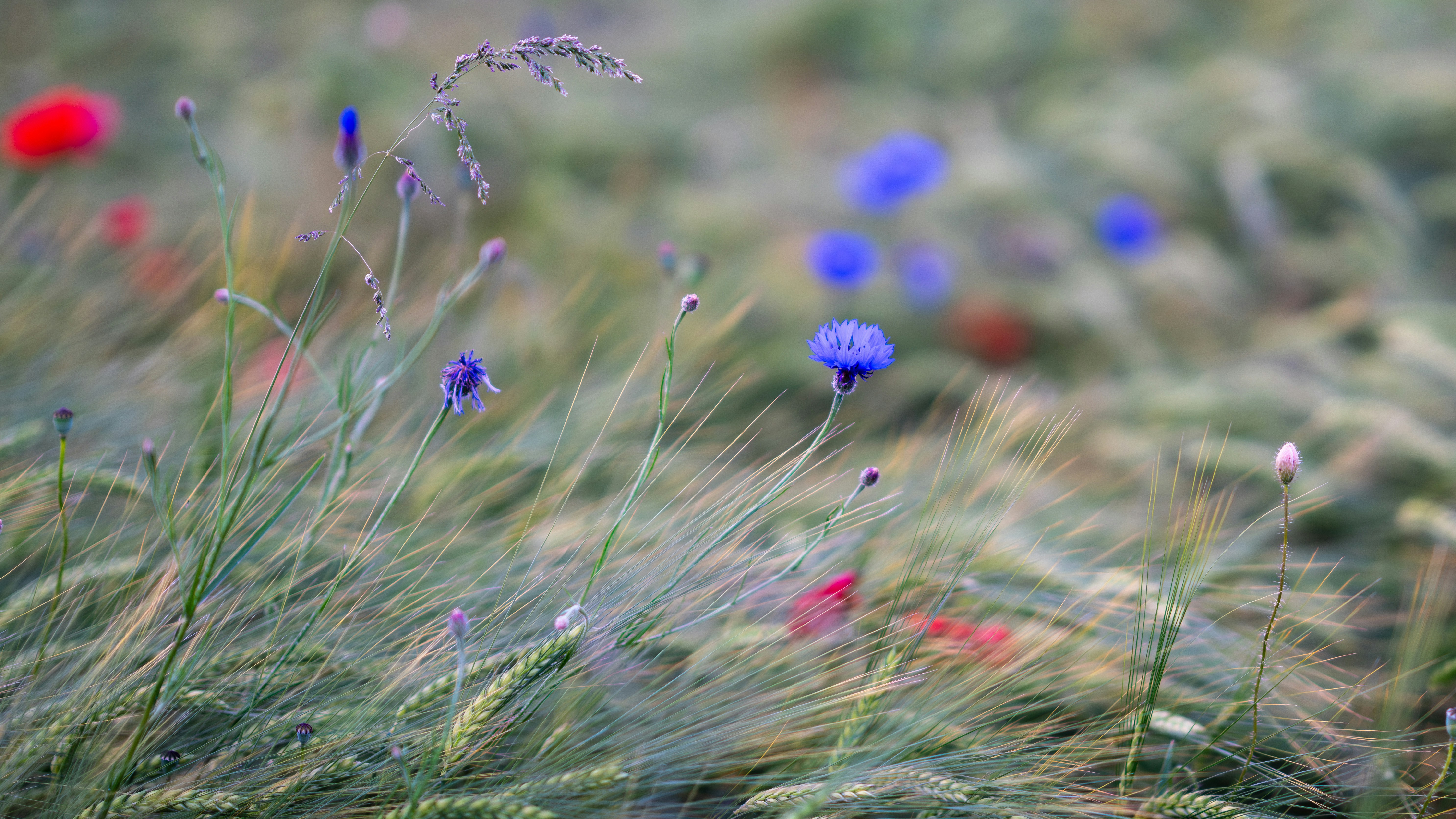 Photo by christelsphotos