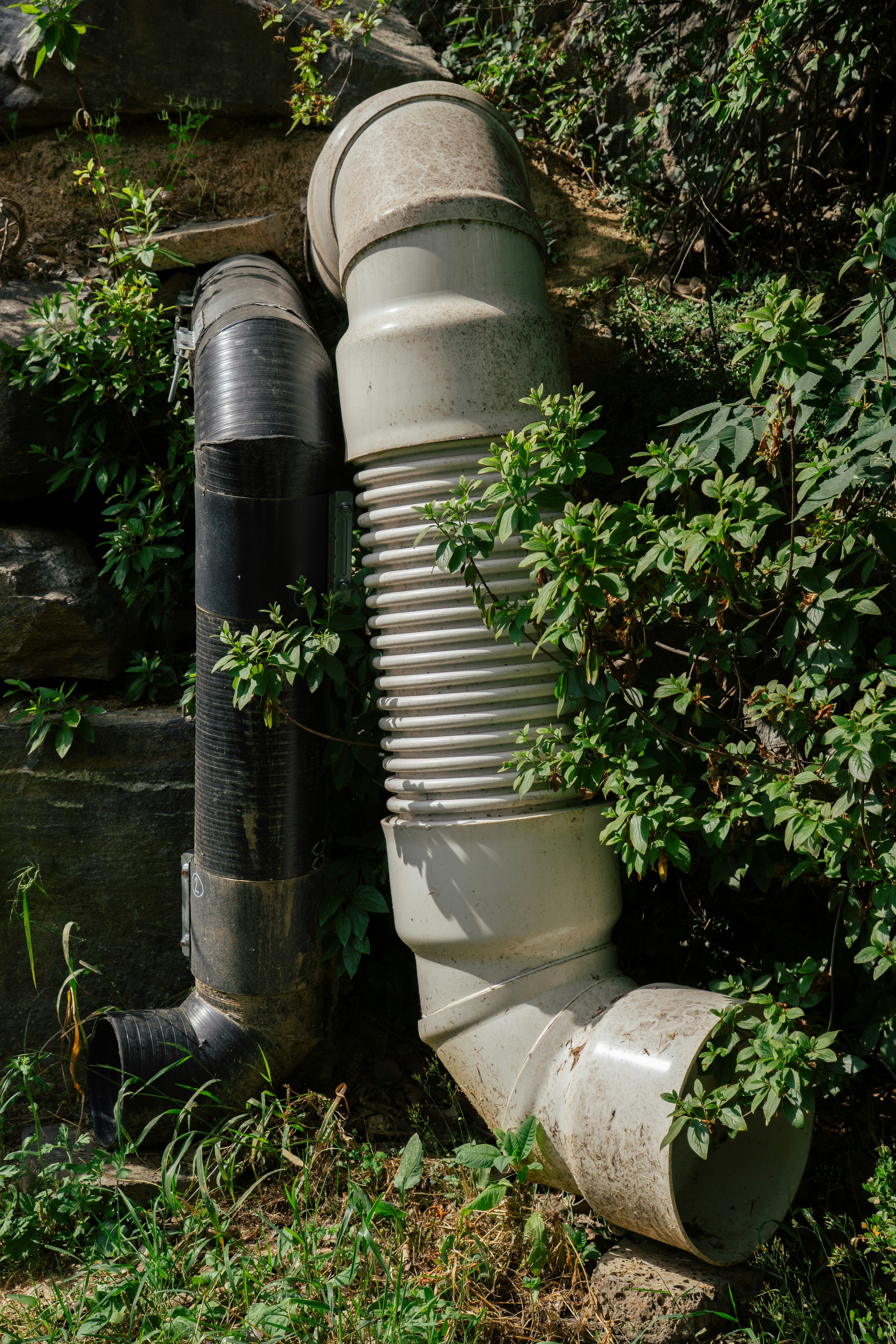 Two pipes are embedded in vegetation.