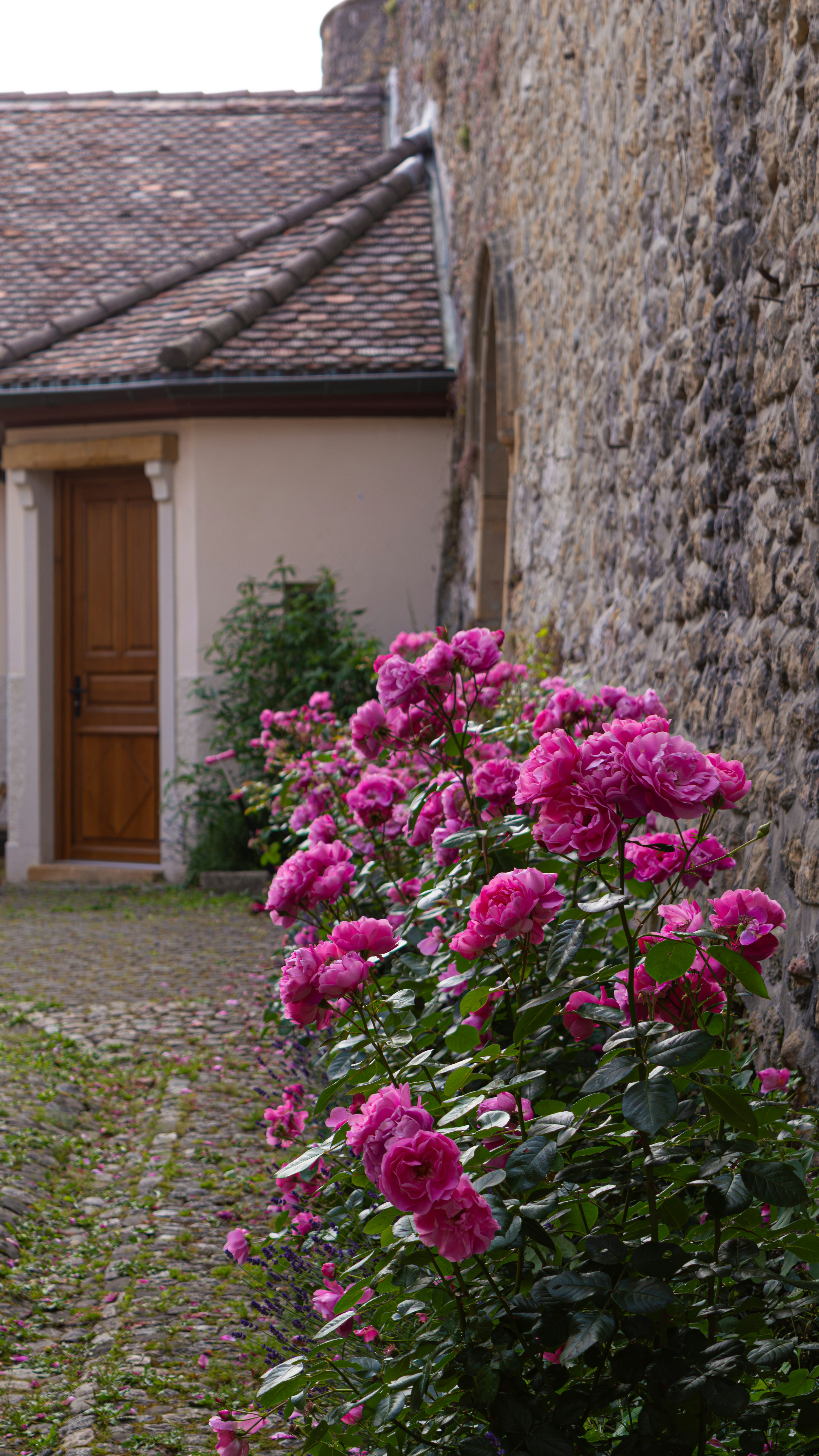 Pink roses bloom next to a cobblestone path
