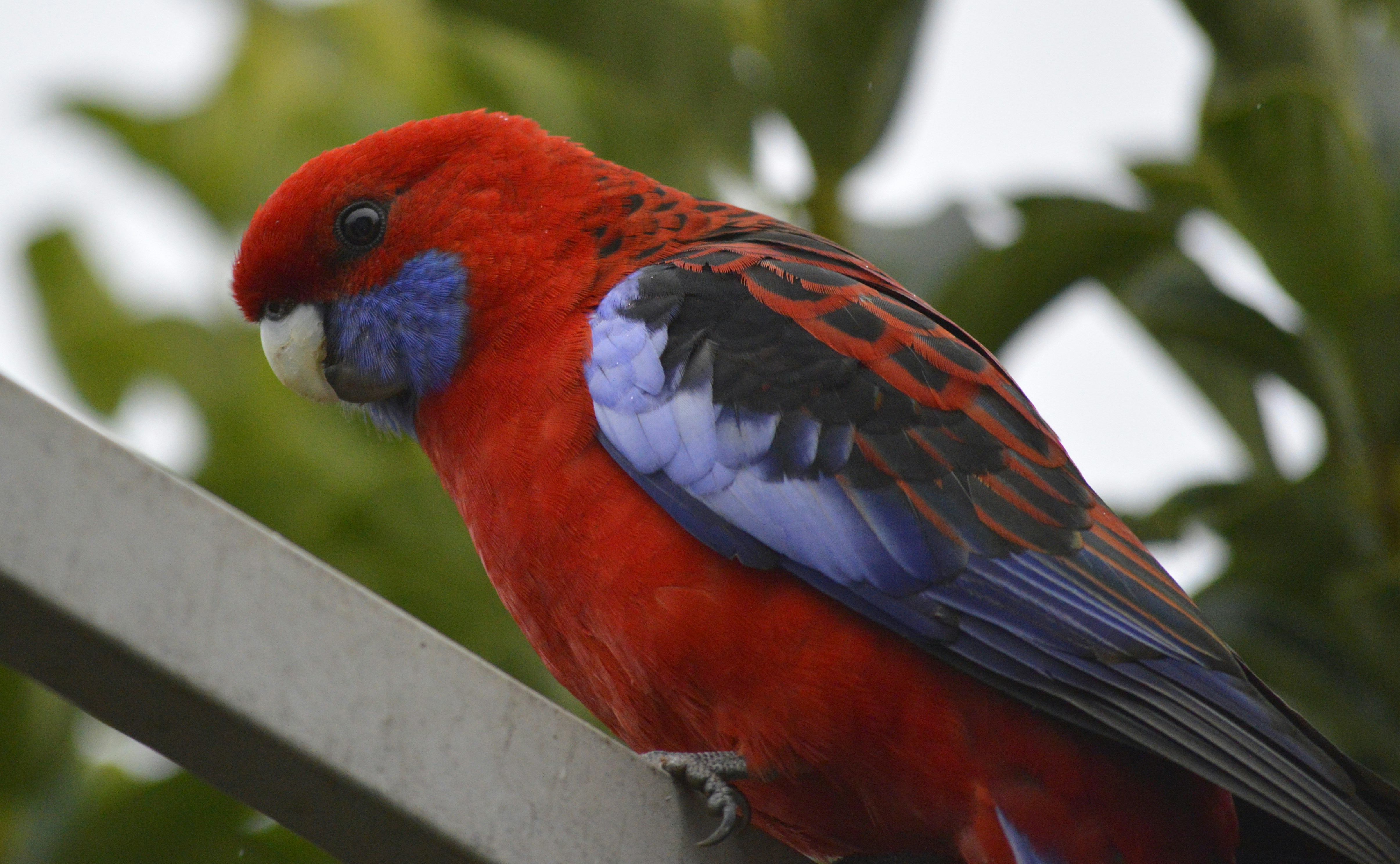 A colorful parrot perches on a metal rail.