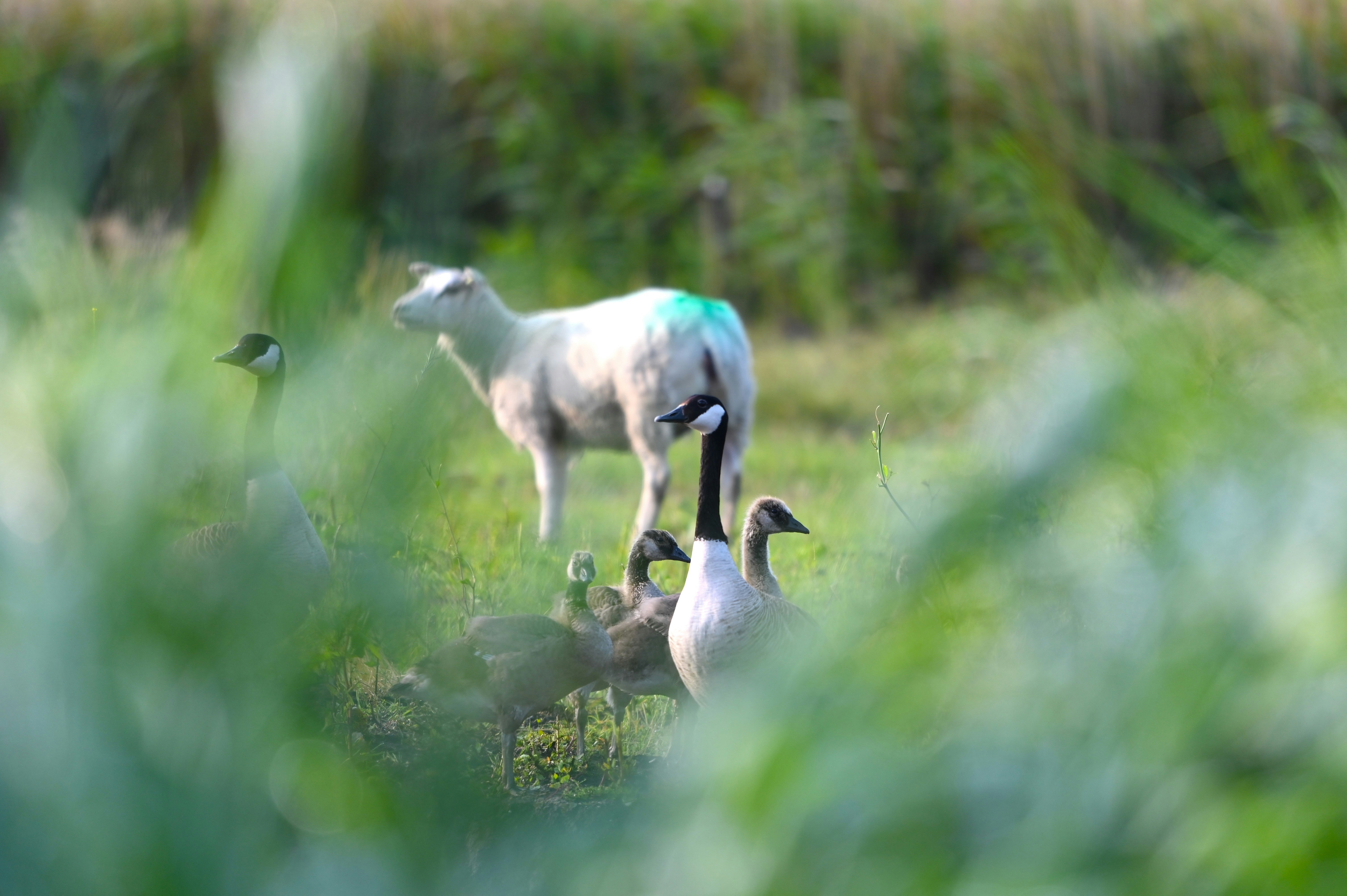 Sheep and Canadian geese in lush farmland