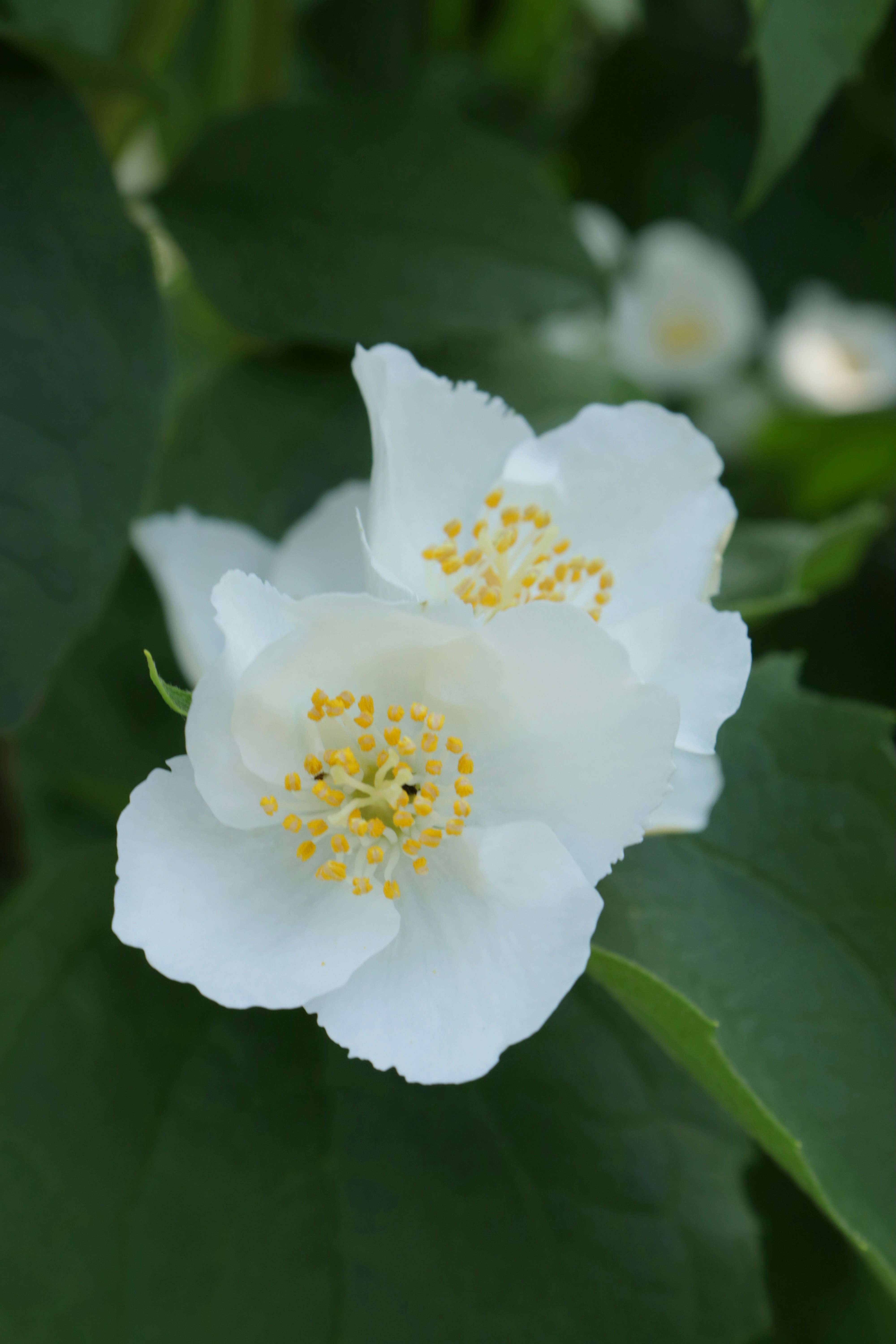 Photo by bored_mongoose