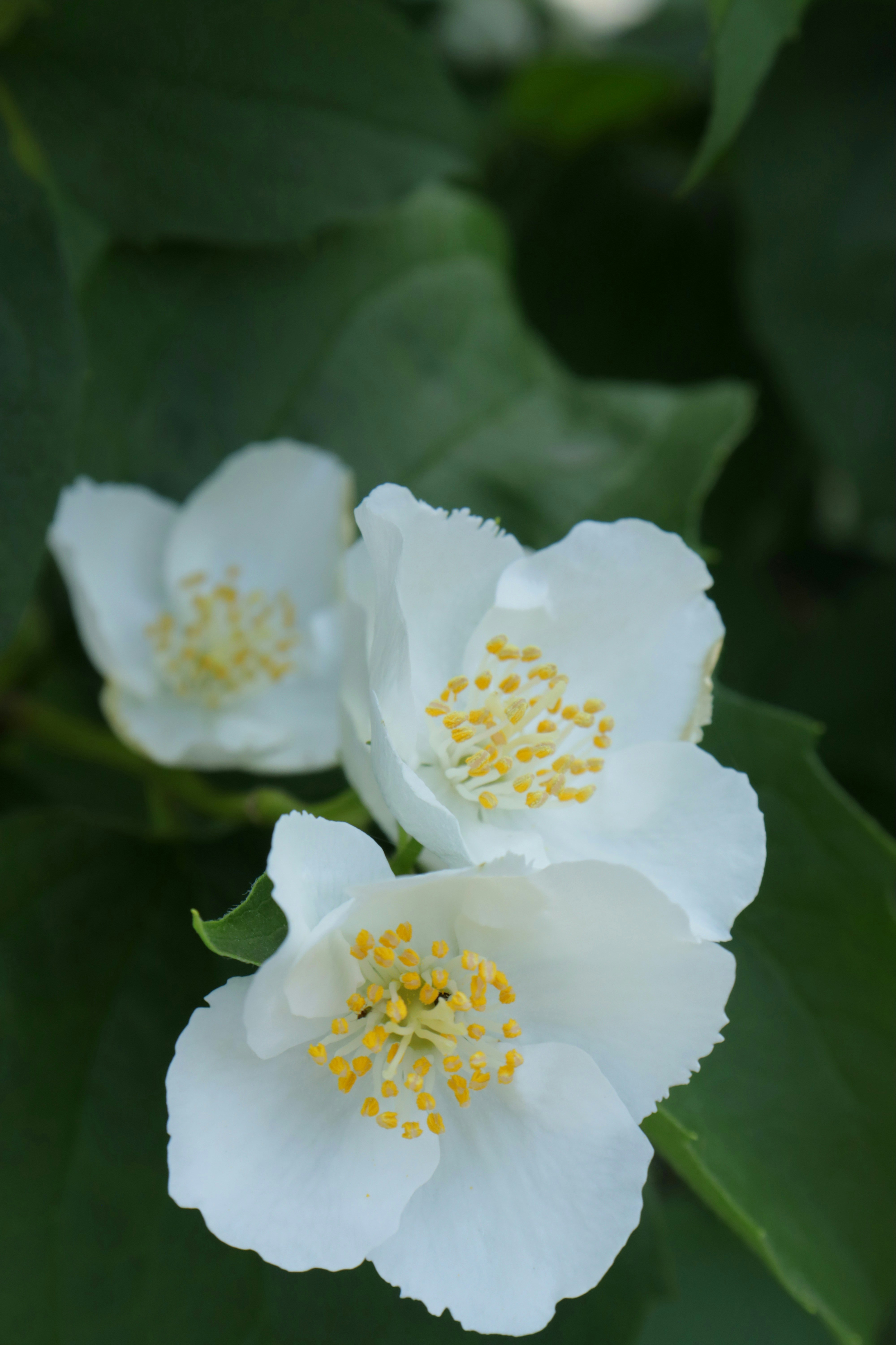 Photo by bored_mongoose